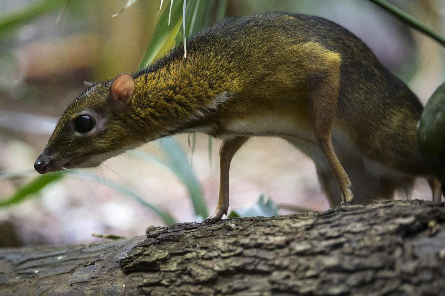 1440x960 Monsenior Chevrotain!, Desktop