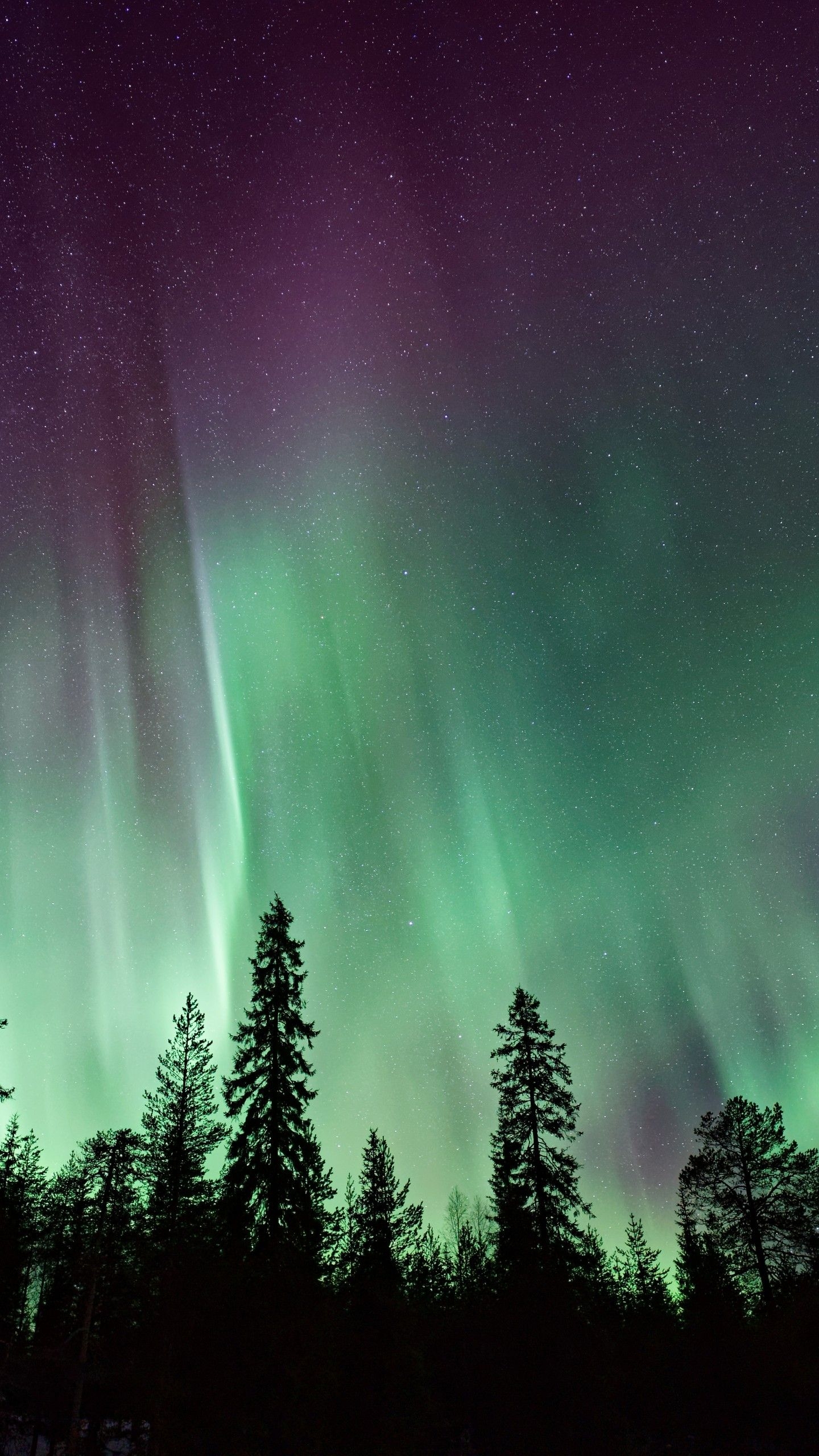 1440x2560 Wallpaper Northern Lights, Forest, Aurora Borealis, 4K, 8K, Nature,. Wallpaper for iPhone, Android, Mobile and Desktop, Phone