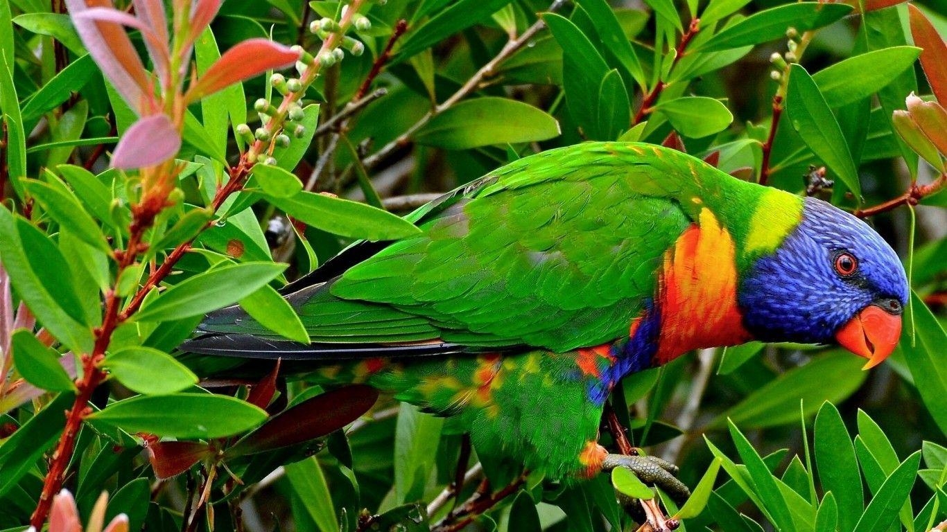 1370x770 Parrot wallpaper, Desktop