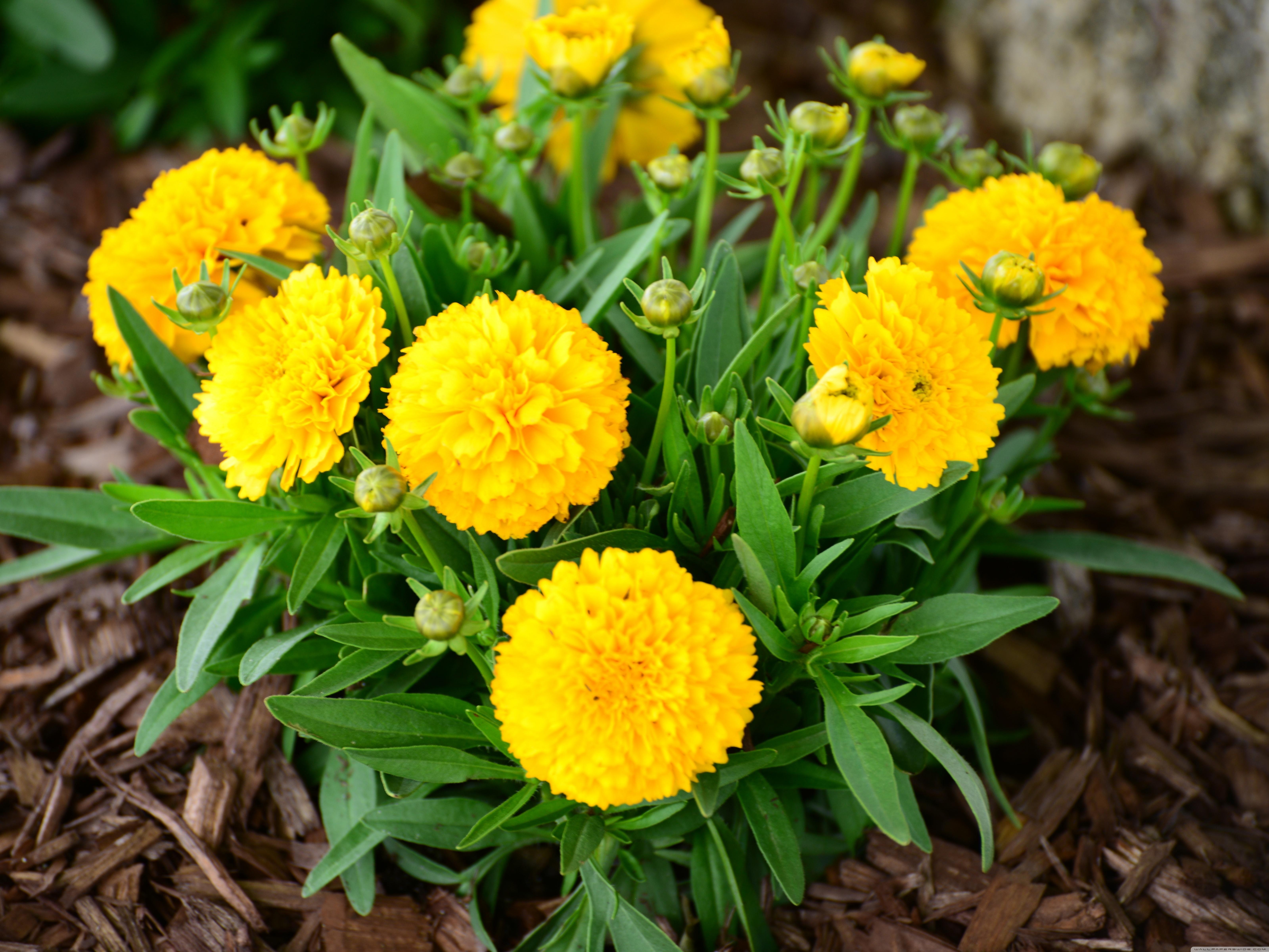 6400x4800 Download Golden Sphere Coreopsis HD Wallpaper, Desktop