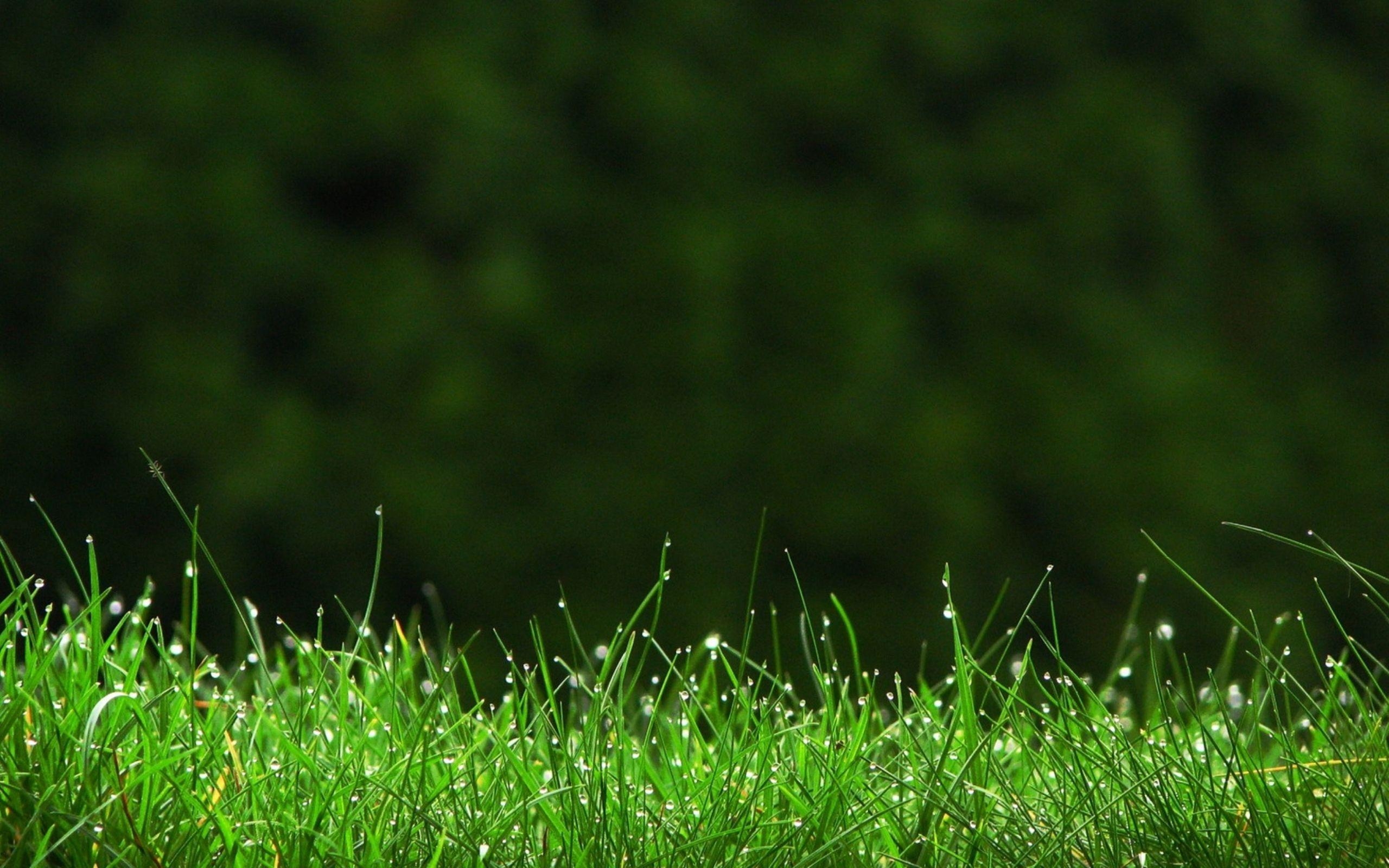 2560x1600 Green Grass wallpaper HD download. Photography in 2019, Desktop