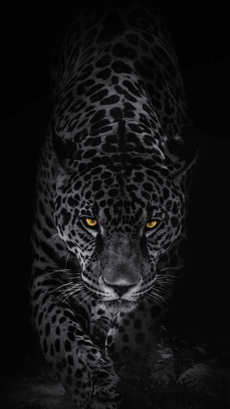 740x1310 Predator Animal IPhone Wallpaper Wallpaper, iPhone Wallpaper. Wild animal wallpaper, Leopard wallpaper, Animal wallpaper, Phone