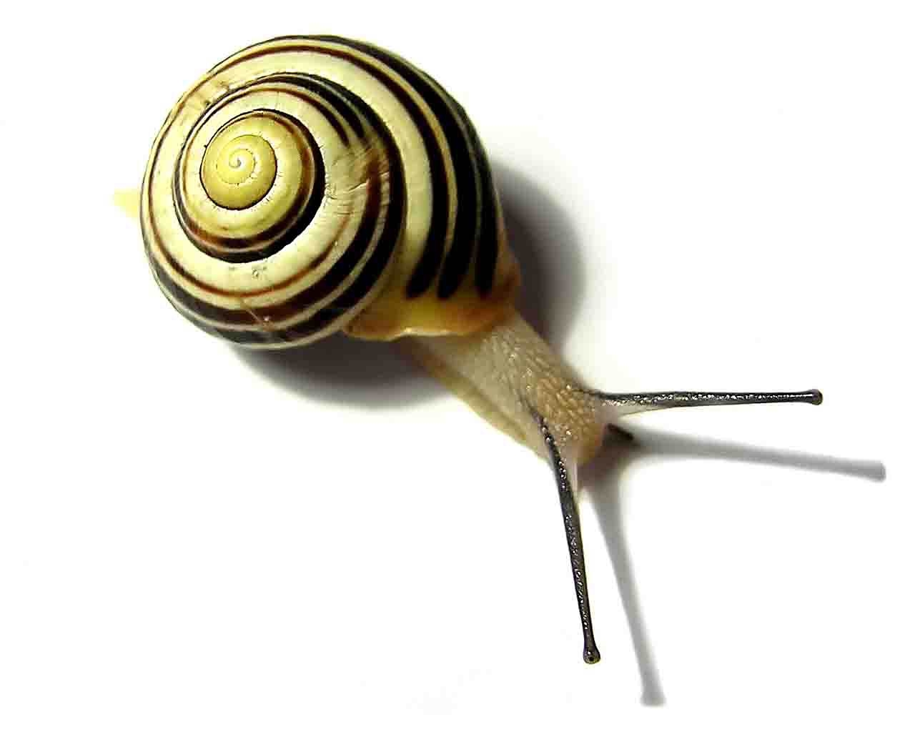 1280x1030 Snail Wallpaper, Desktop