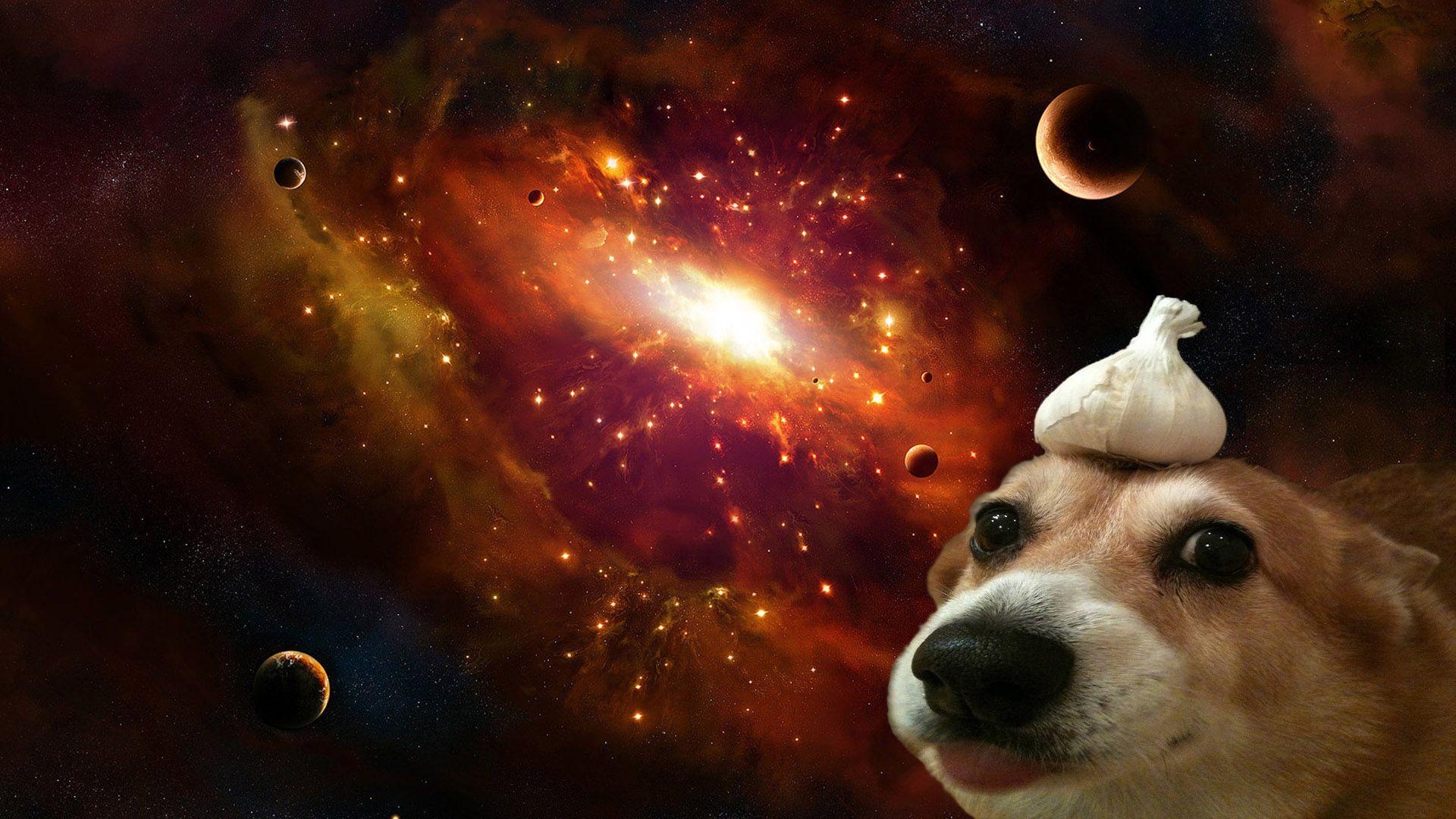 1920x1080 Dog Galaxy Wallpaper Free Dog Galaxy Background, Desktop