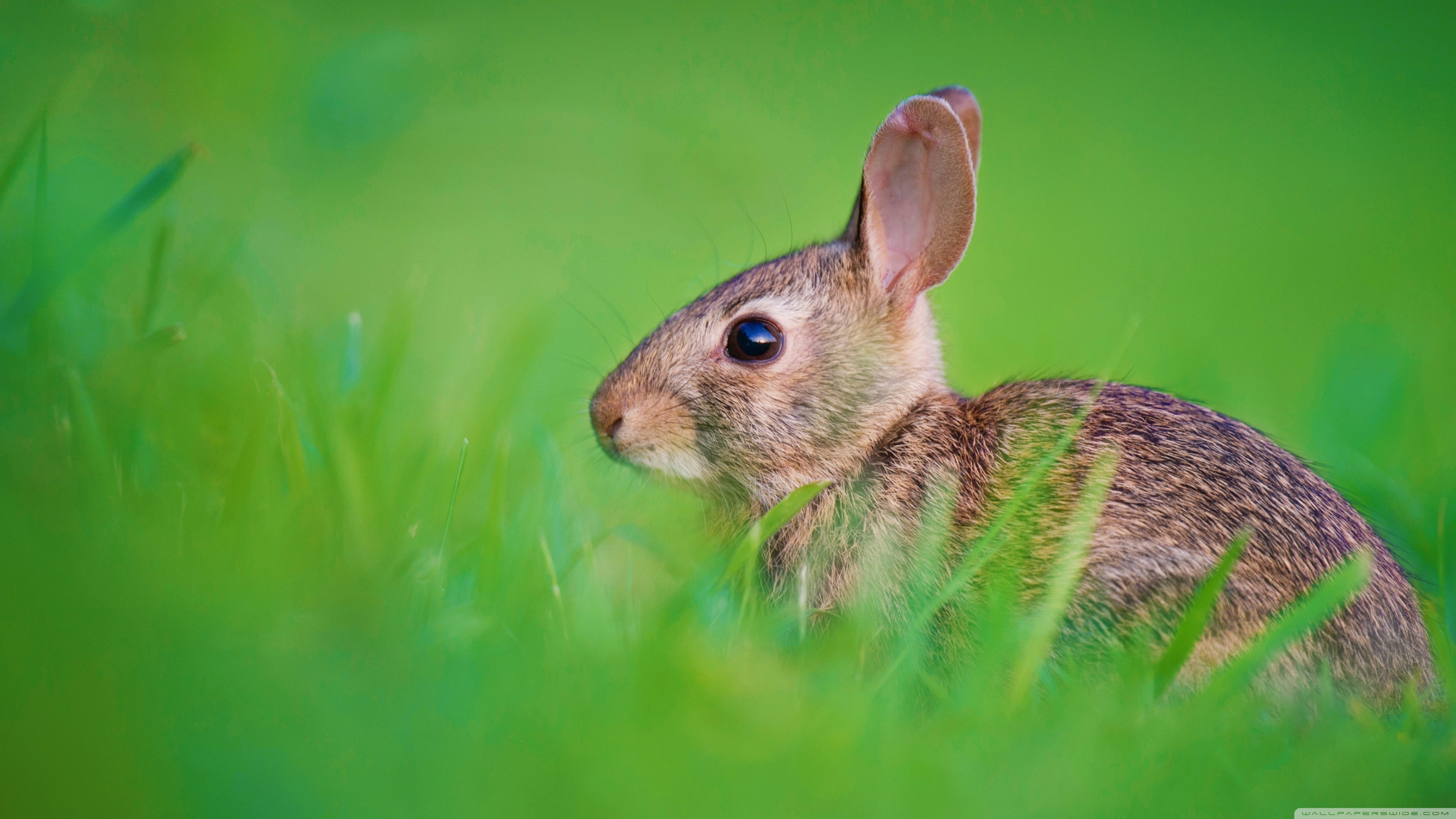 3560x2000 Baby Hare Ultra HD Desktop Background Wallpaper for 4K UHD, Desktop