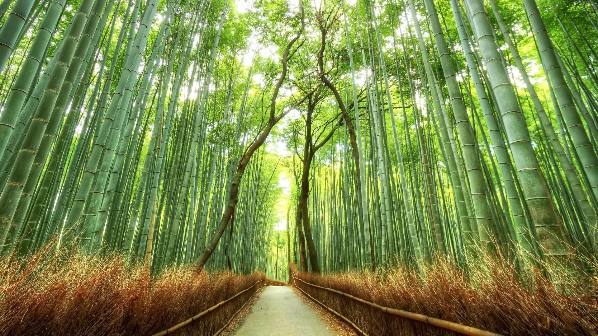 1920x1080 Arashiyama Wallpaper Free Arashiyama Background, Desktop