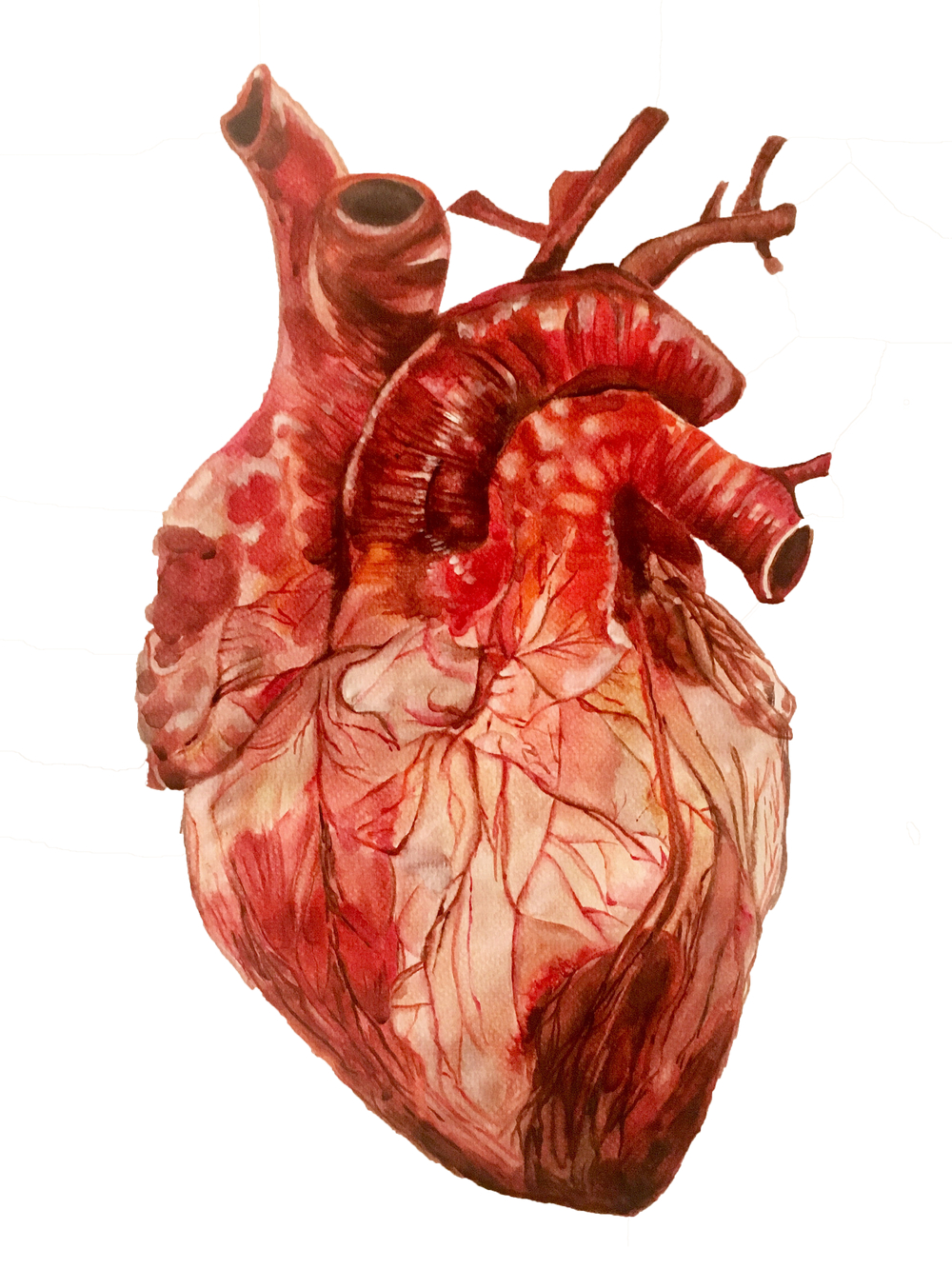 1000x1340 Anatomical Heart Study. Adora Horton #''eyedrawing''. Anatomical heart, Anatomical heart art, Heart artwork, Phone