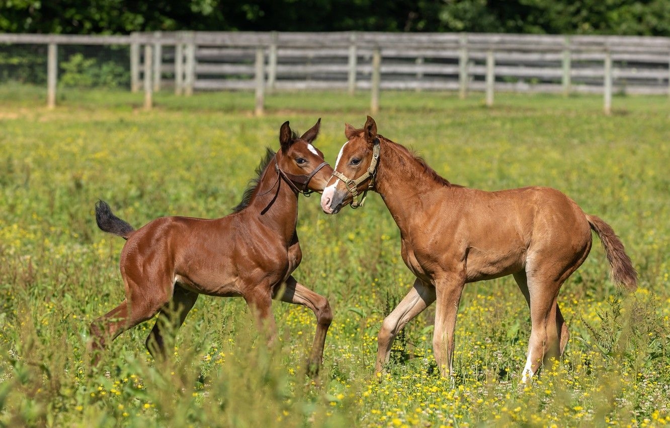 1340x850 Wallpaper greens, field, summer, grass, glade, the game, horses, horse, pasture, the fence, pair, a couple, Duo, two, foal, foals image for desktop, section животные, Desktop