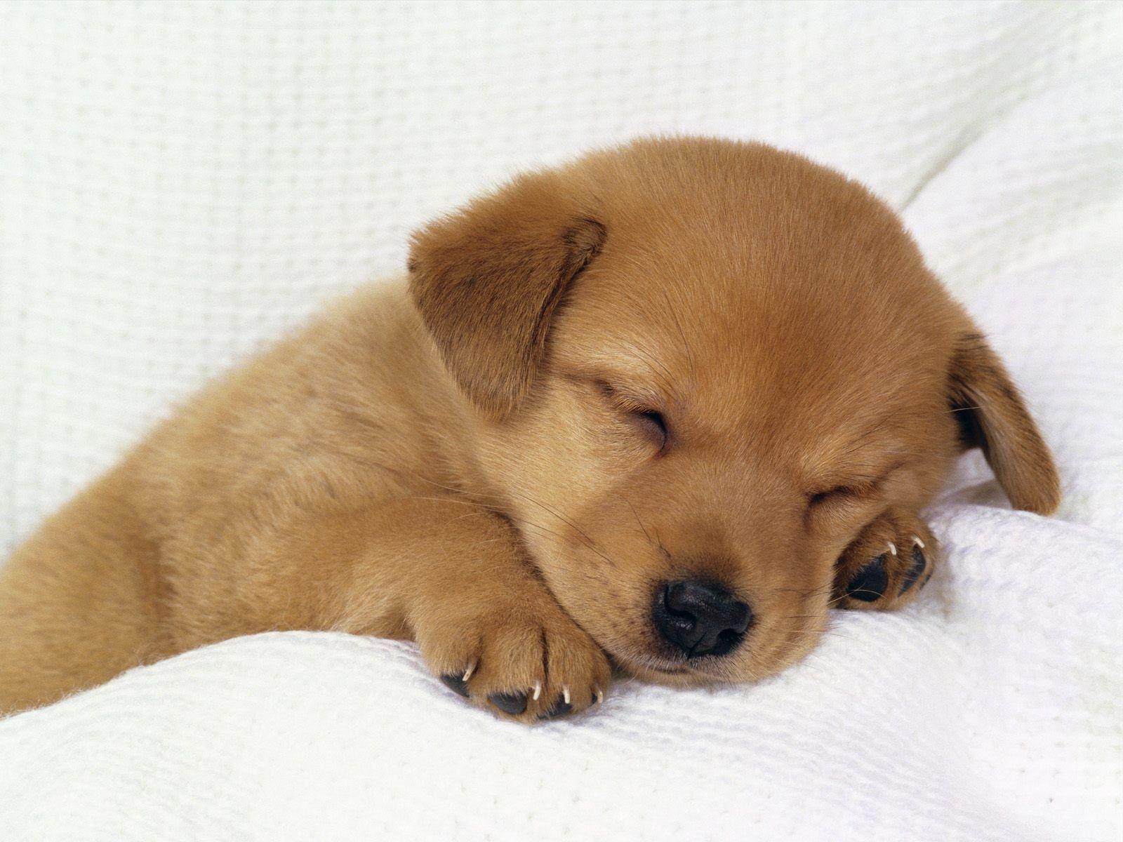 1600x1200 Cute Puppy HD Wallpaper, Desktop