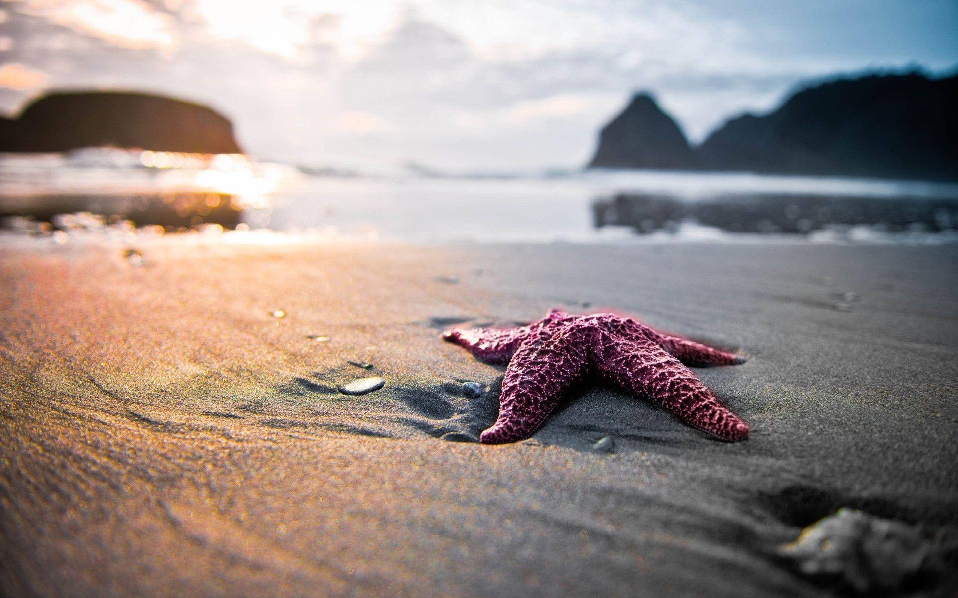 1920x1200 Purple Starfish Wallpaper « Wallpaperz, Desktop