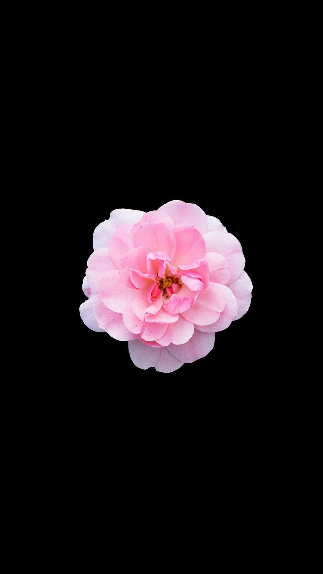 1080x1920 iPhone flower wallpaper. Pink wallpaper iphone, Flower, Phone