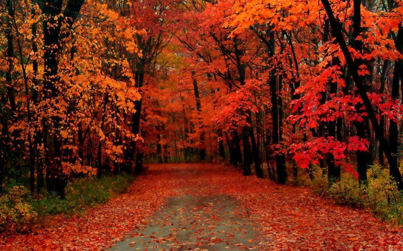 1280x800 Greenfield Park, West Allis, Wisconsin in the Autumn widescreen, Desktop