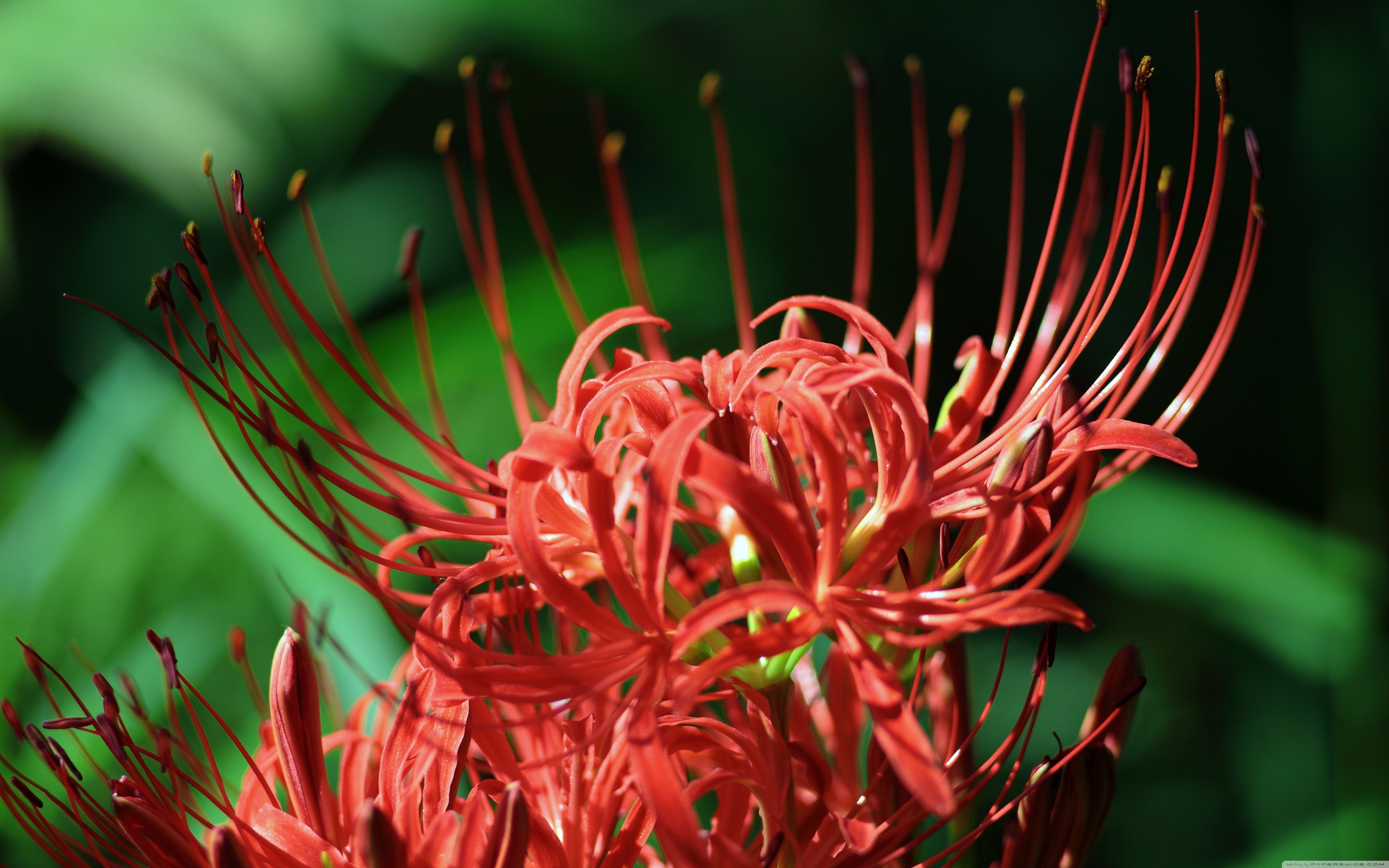 5120x3200 Red Spider Lily, Lycoris Radiata Ultra HD Desktop Background, Desktop