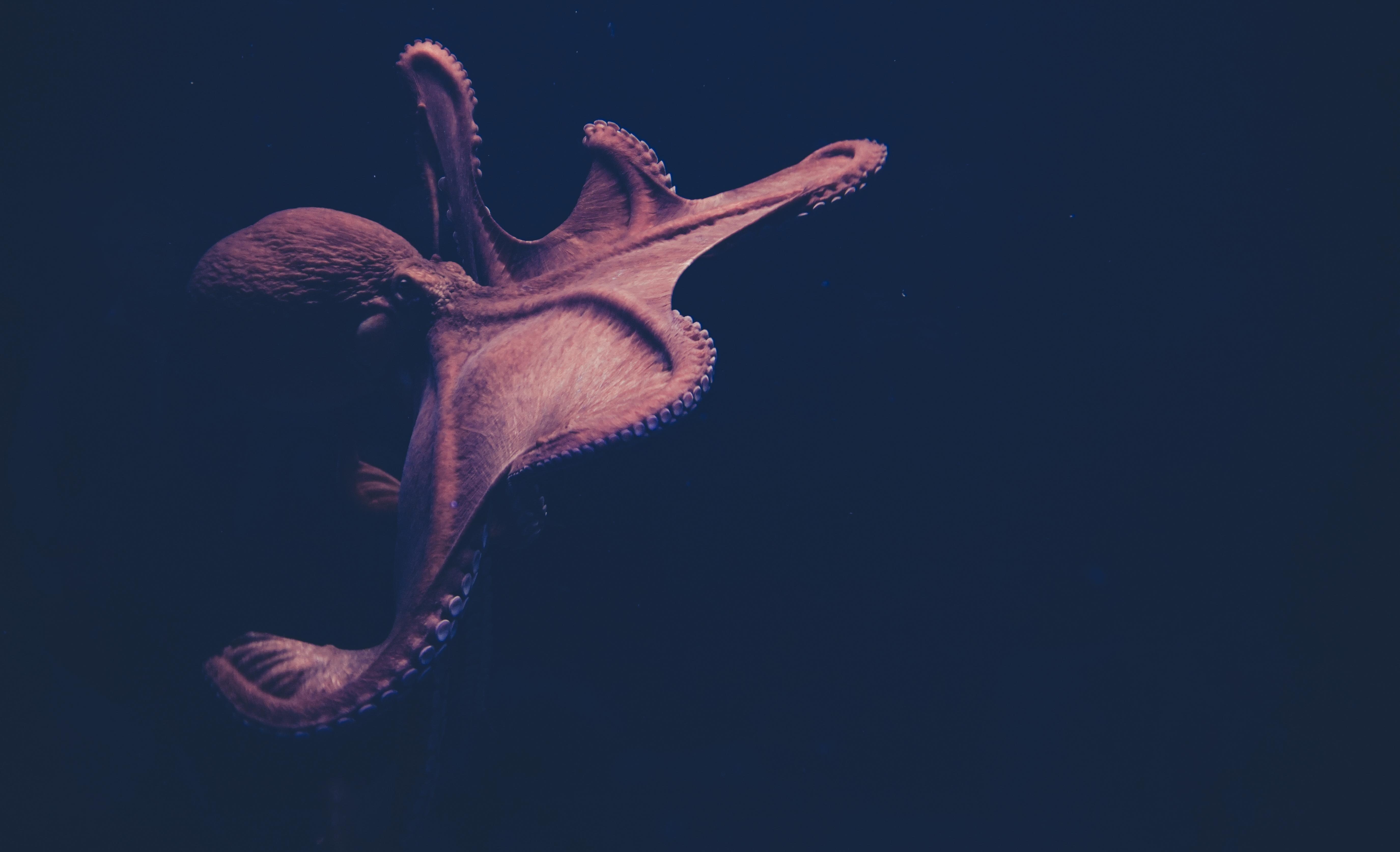 5500x3360 Octopus Picture [HD]. Download Free Image, Desktop