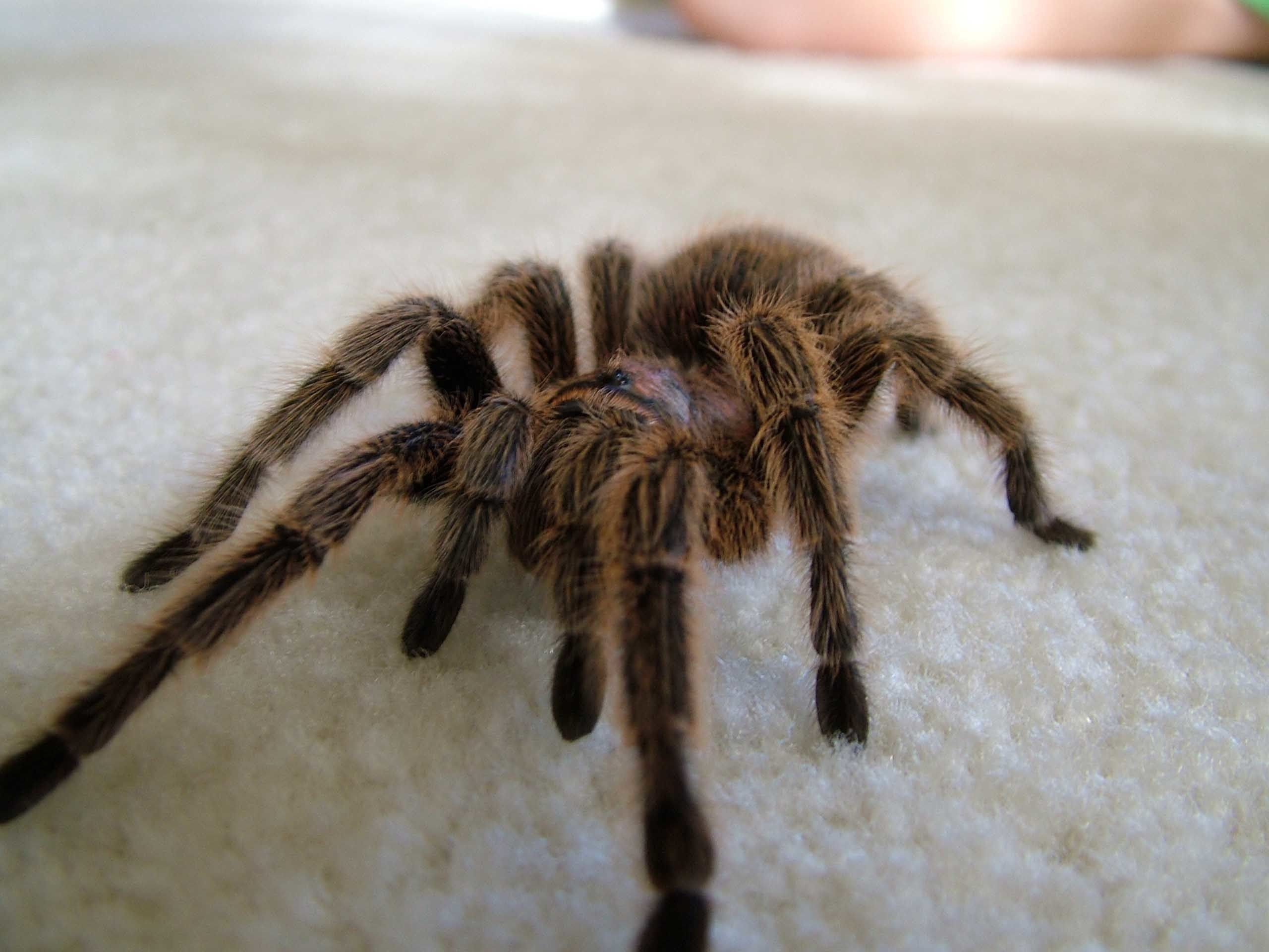 2560x1920 Scary Spider Moving HD Wallpaper Daily Background Eyes Does A Tarantula Have, Desktop