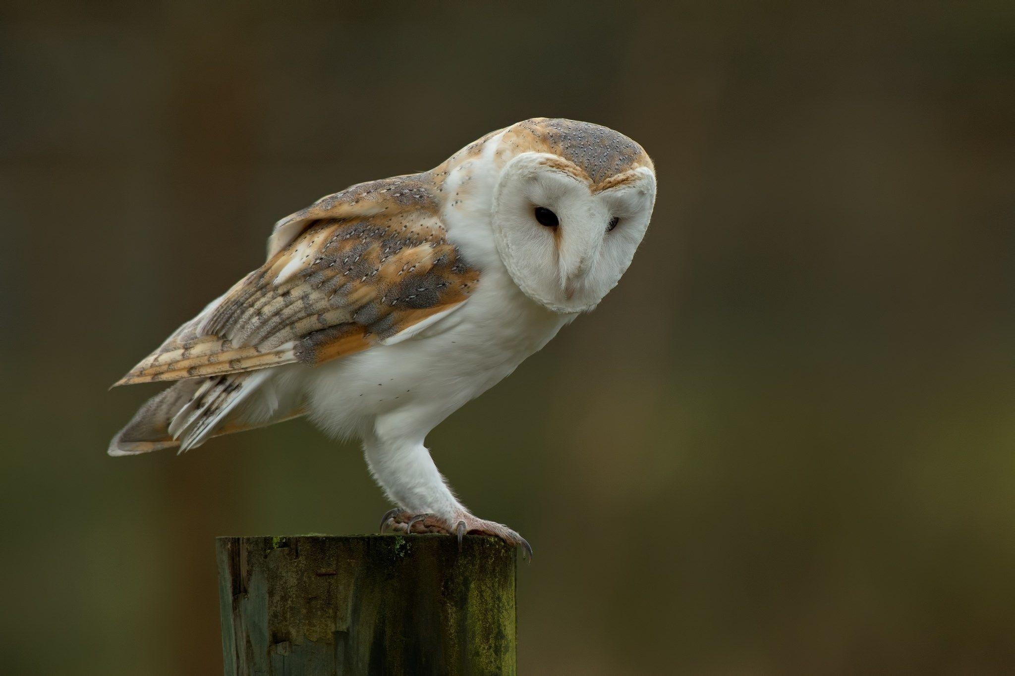 2050x1370 Barn Owl Desktop Background Wallpaper, Asbjorn Butler 2017 03 10, Desktop