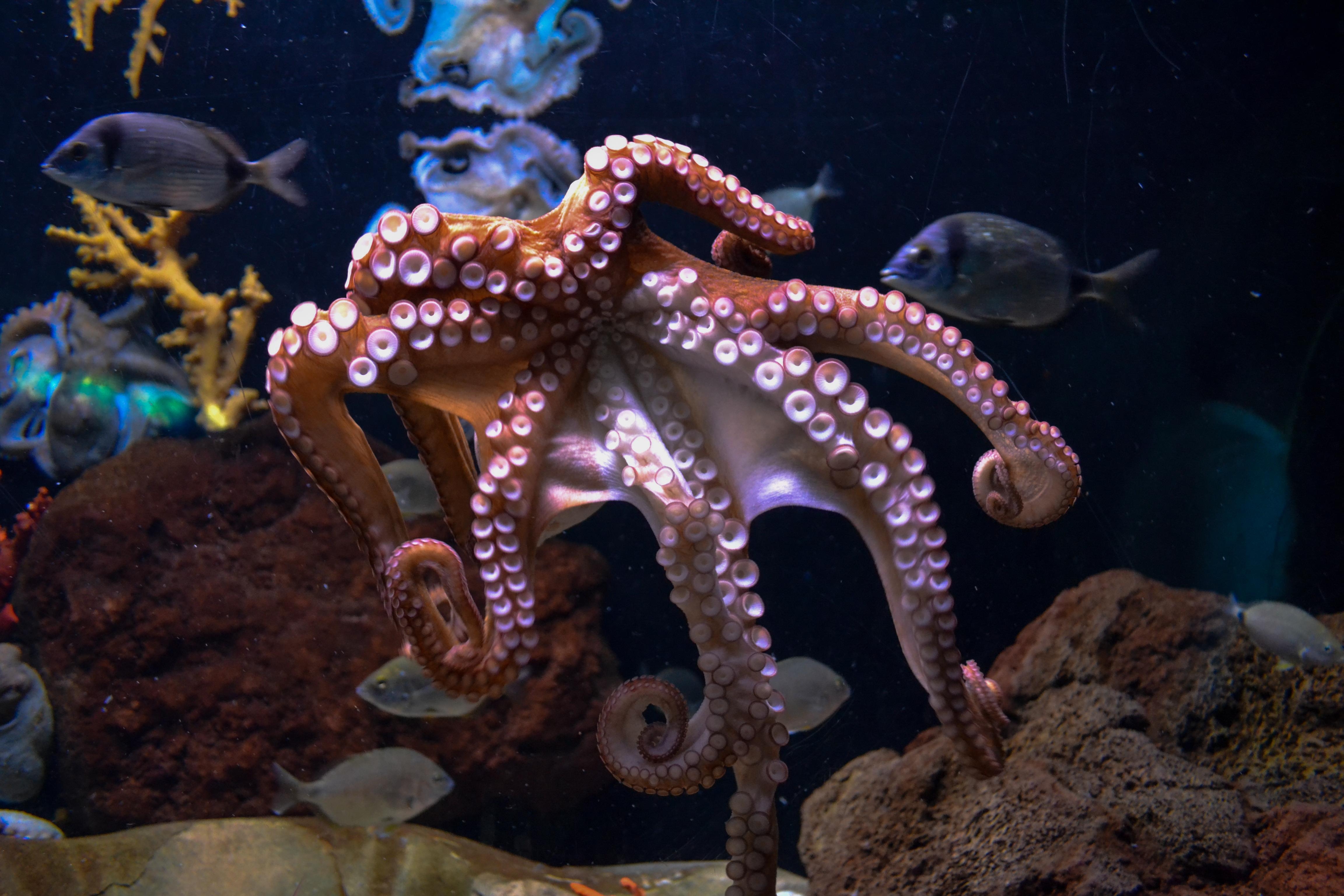 4610x3080 Octopus Picture [HD]. Download Free Image, Desktop