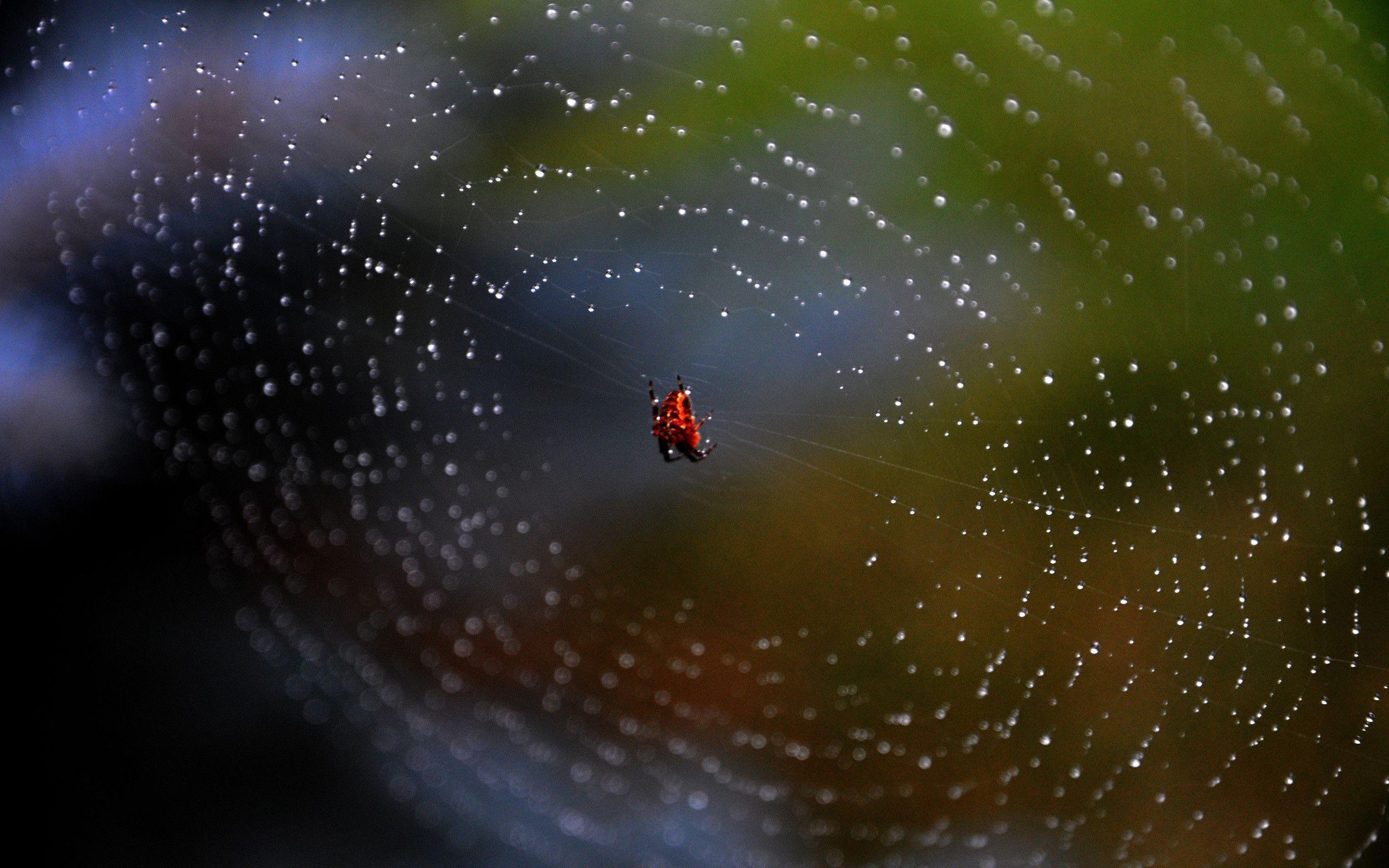 2560x1600 Download Spider Web Background 41567  px High Resolution, Desktop