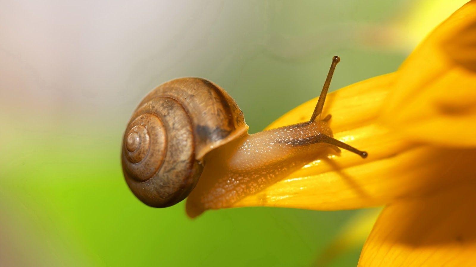 1600x900 Snails Wallpaper Cute and Docile, Desktop