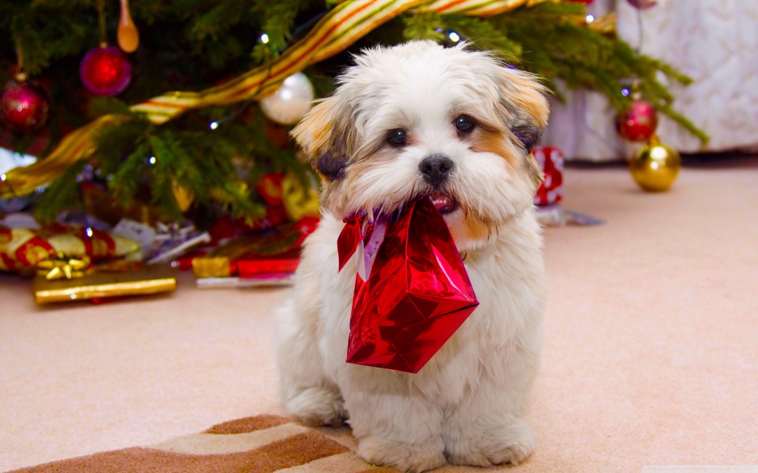 2560x1600 Cute Dog Christmas ❤ 4K HD Desktop Wallpaper for 4K Ultra HD TV, Desktop