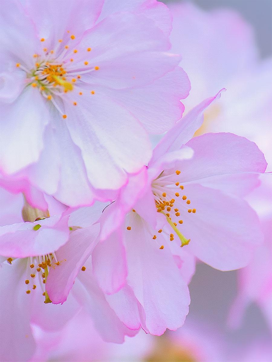 900x1200 Free Cherry Blossom Wallpaper, Phone