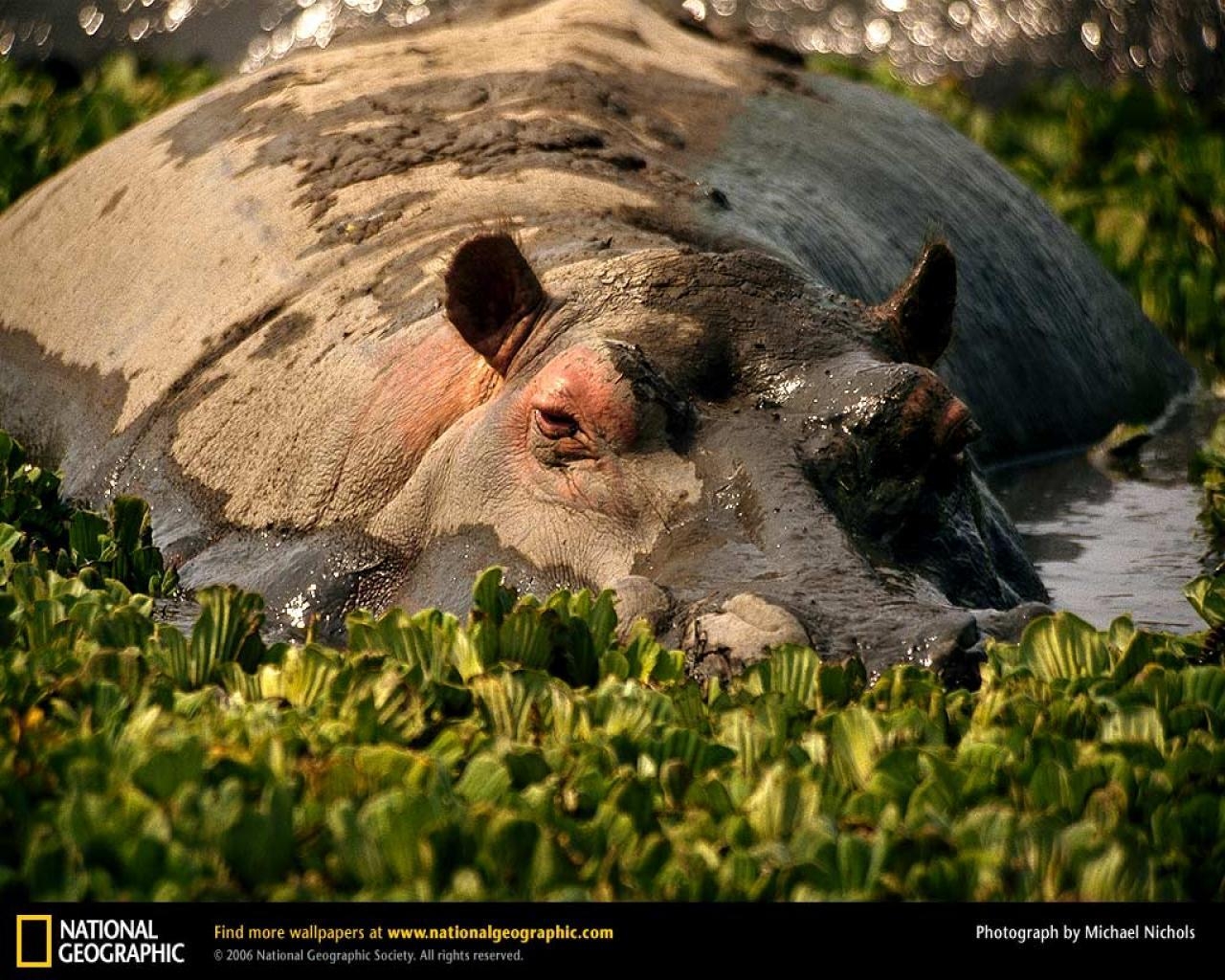 1280x1030 Hippopotamus Wallpaper (1024x768 px, 147.61 Kb), Desktop