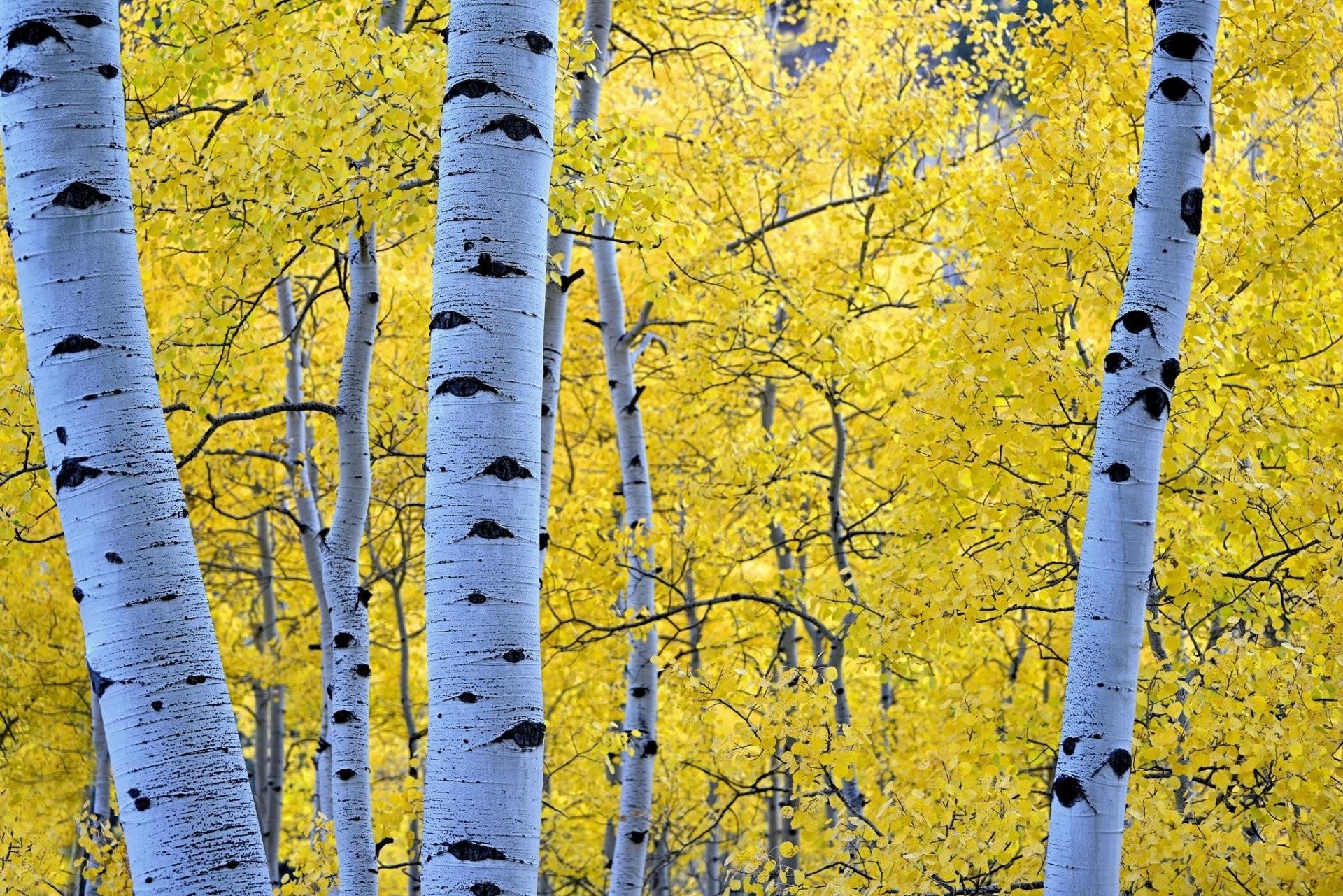 1920x1290 Aspen Tree Wallpaper, Desktop