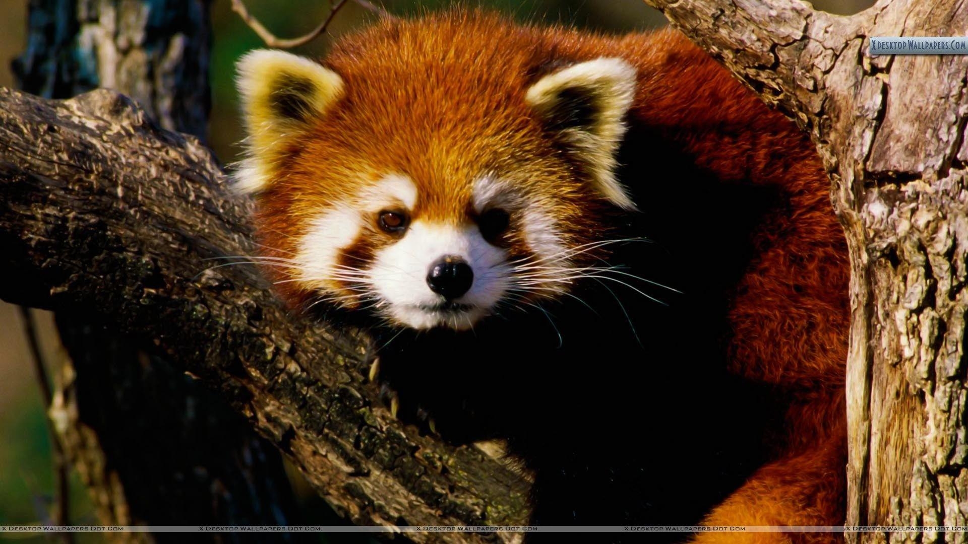 1920x1080 Baby Red Panda Wallpaper, Desktop