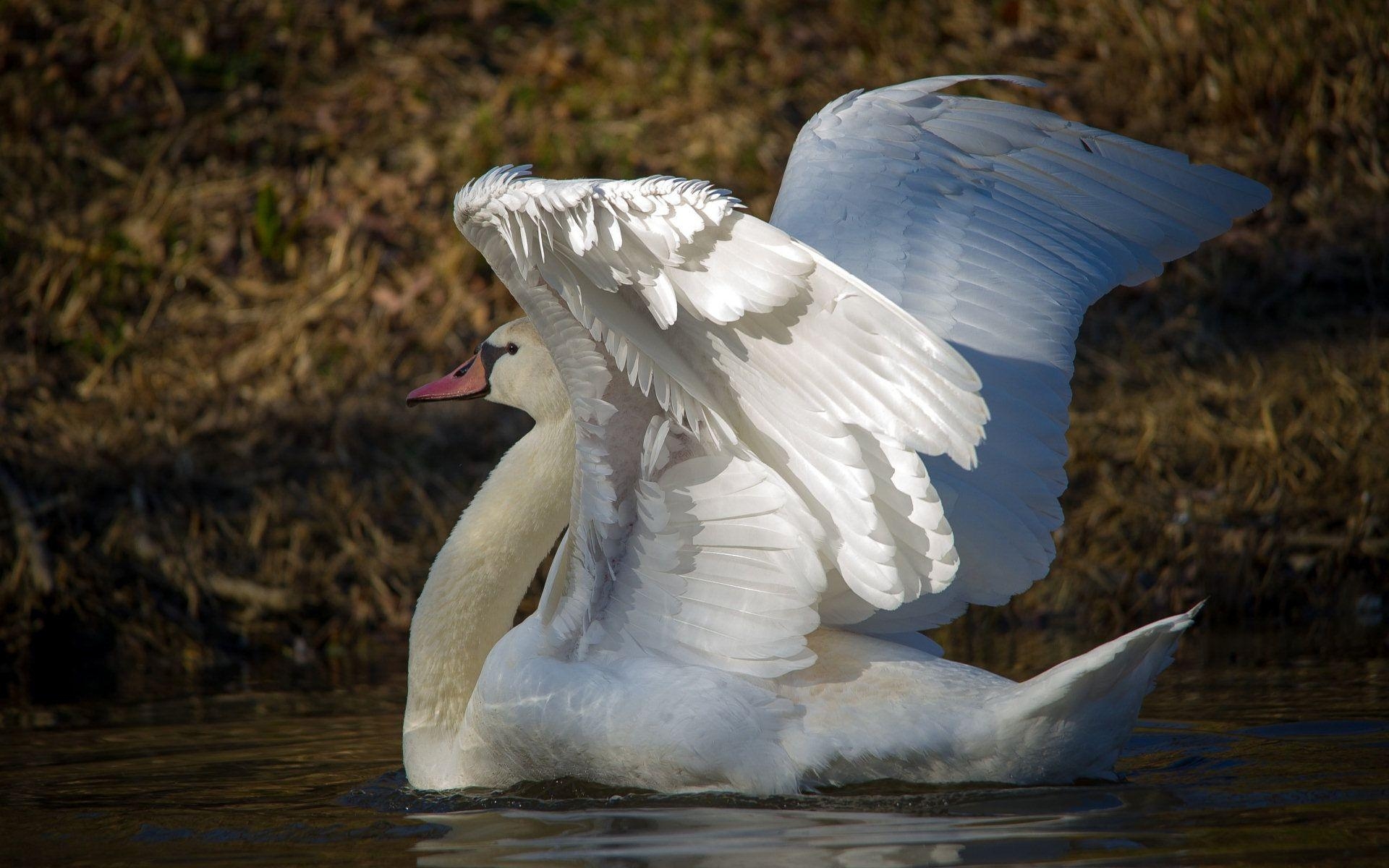 1920x1200 Swan Computer Wallpaper, Desktop Background  Id: 336066, Desktop