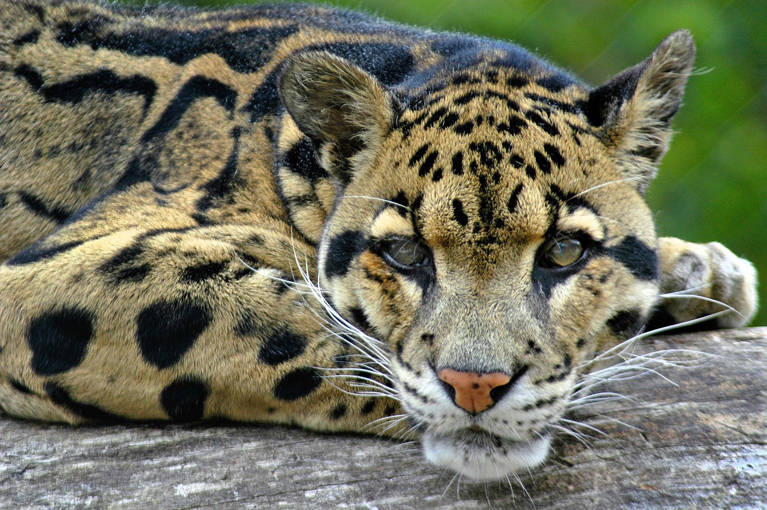 3010x2000 Clouded Leopard Wallpaper, Desktop