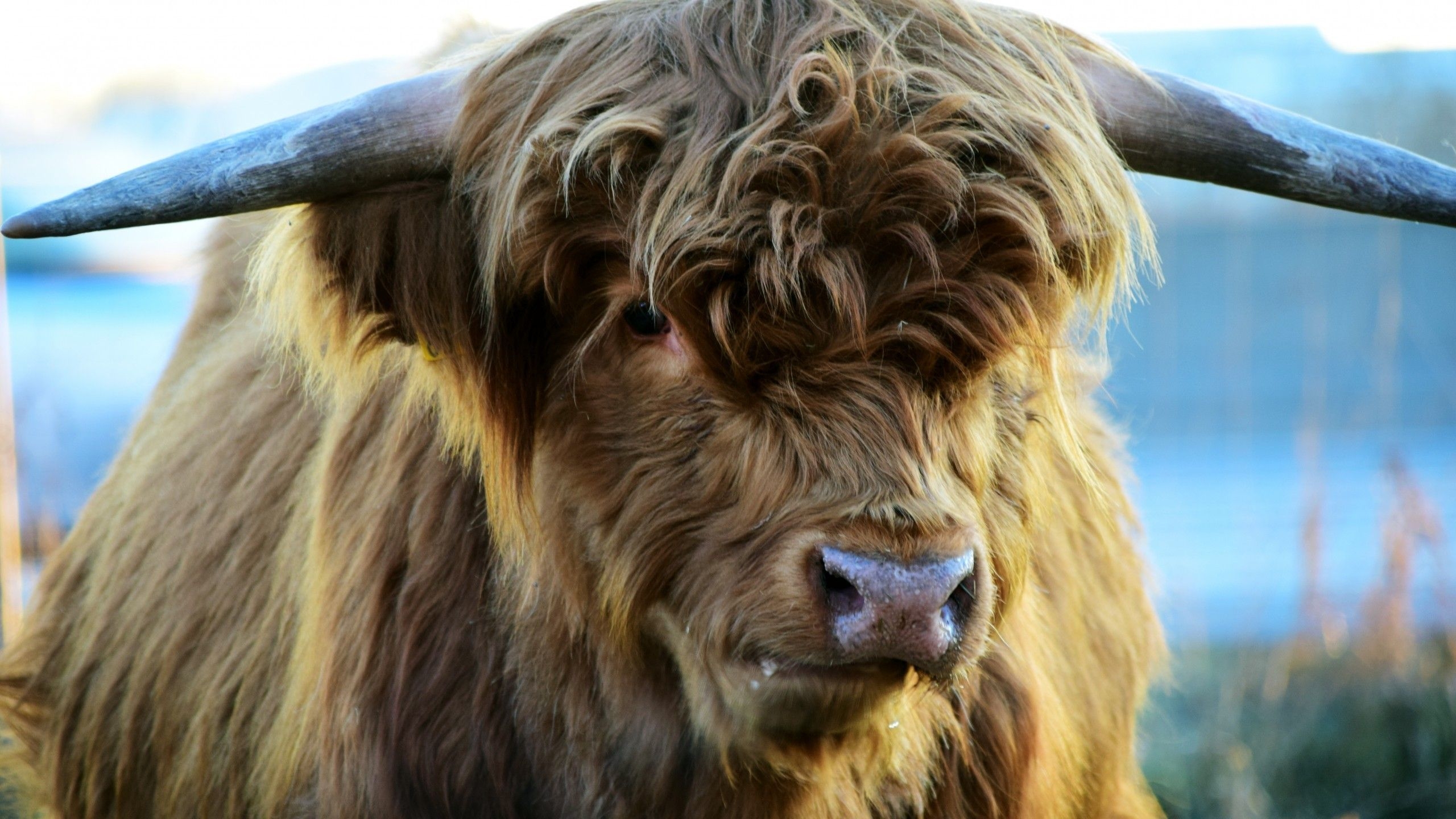 2560x1440 Download  Highland Cattle, Fluffy, Horns, Close Up Wallpaper For IMac 27 Inch, Desktop