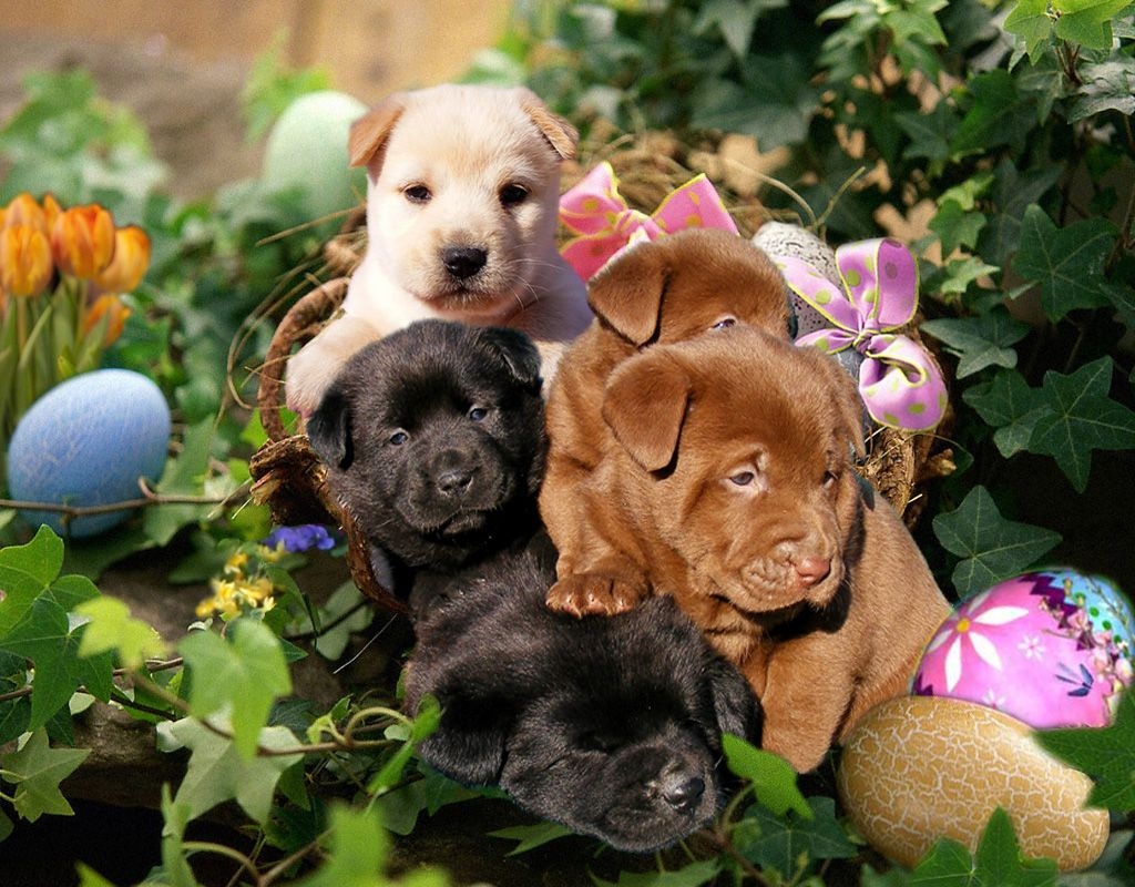 1030x800 Spring Puppy Wallpaper, Desktop