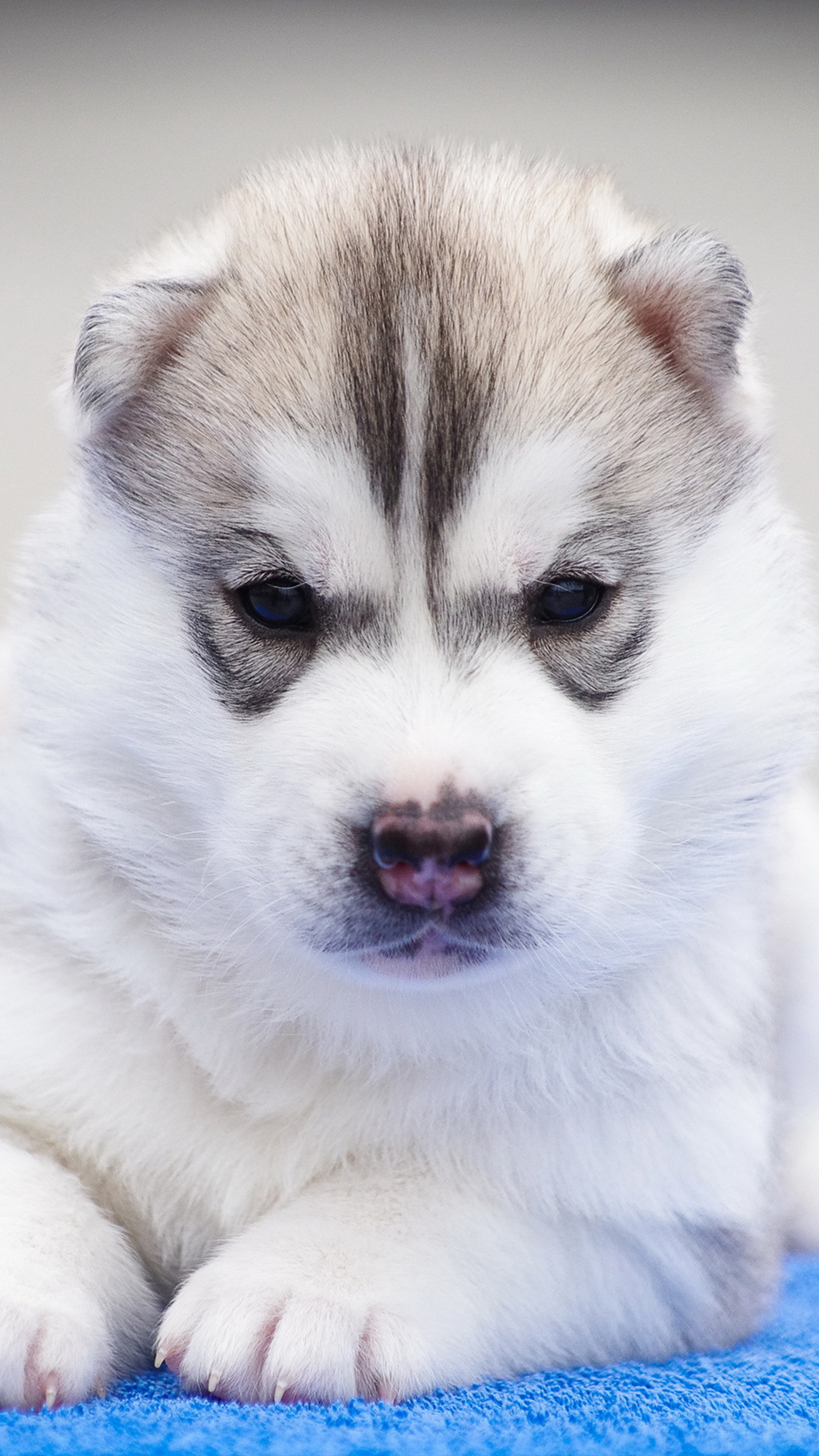 2160x3840 Husky Puppy Angry Pet Dog 4K Ultra HD Mobile Wallpaper, Phone