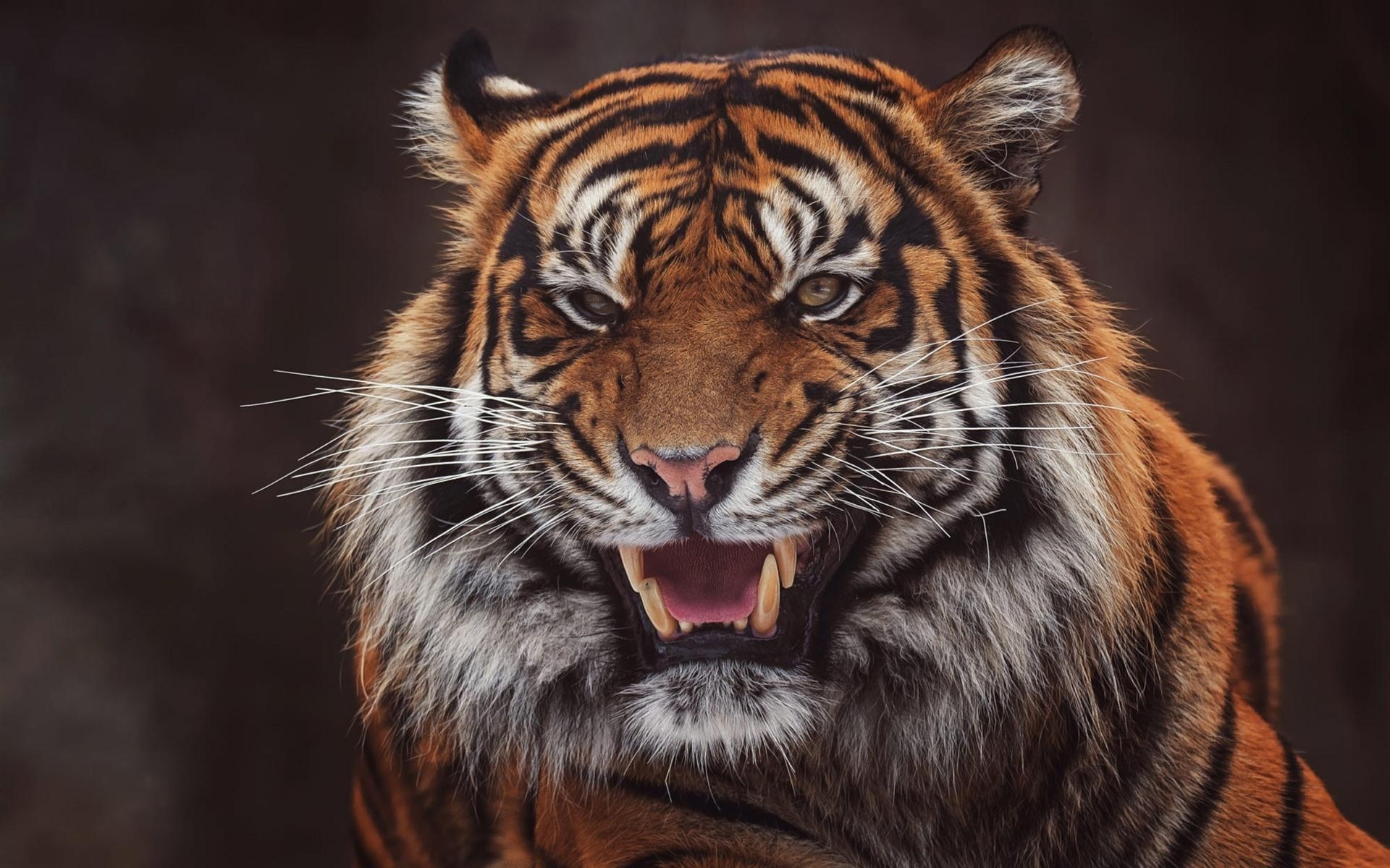 1920x1200 Wallpaper Tiger, face, open mouth, teeth, black background, Desktop