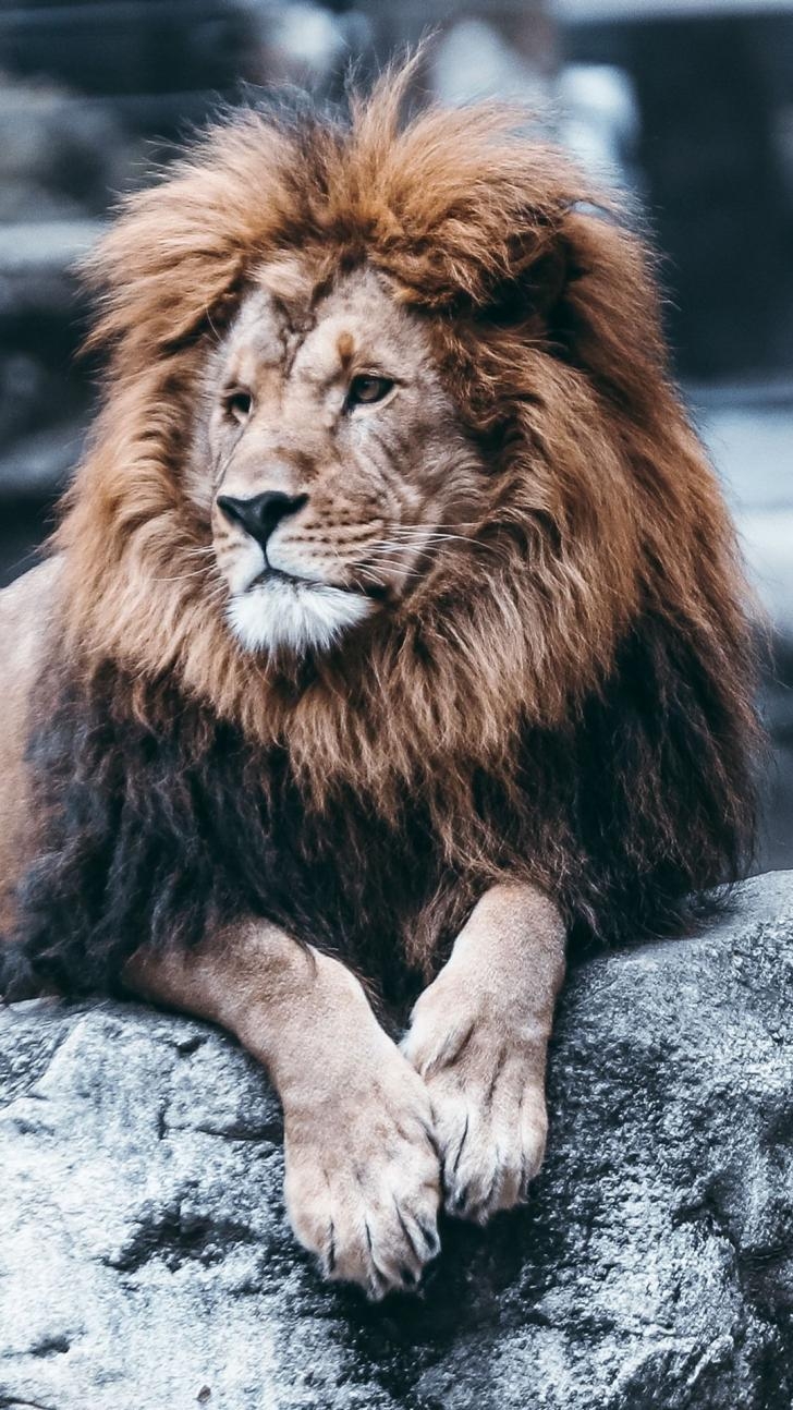 730x1300 Wallpaper HD: Lion, Wallpaper, For, iPhone, Lion, iPhone, Wallpaper, Wallpaper, Phone