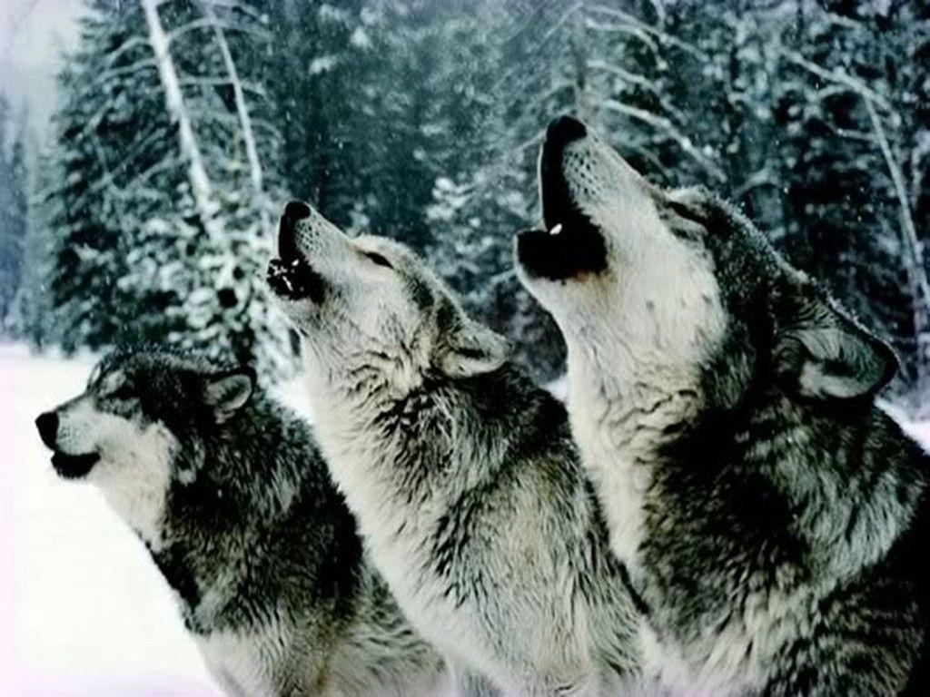 1030x770 Pack Of Wolves Howling Wallpaper, Desktop