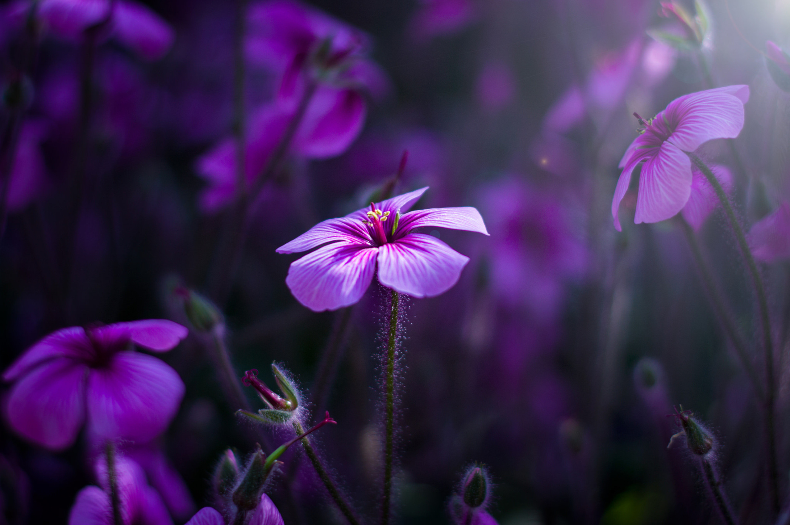 2560x1700 Purple Flowers Chromebook Pixel HD 4k Wallpaper, Image, Background, Photo and Picture, Desktop