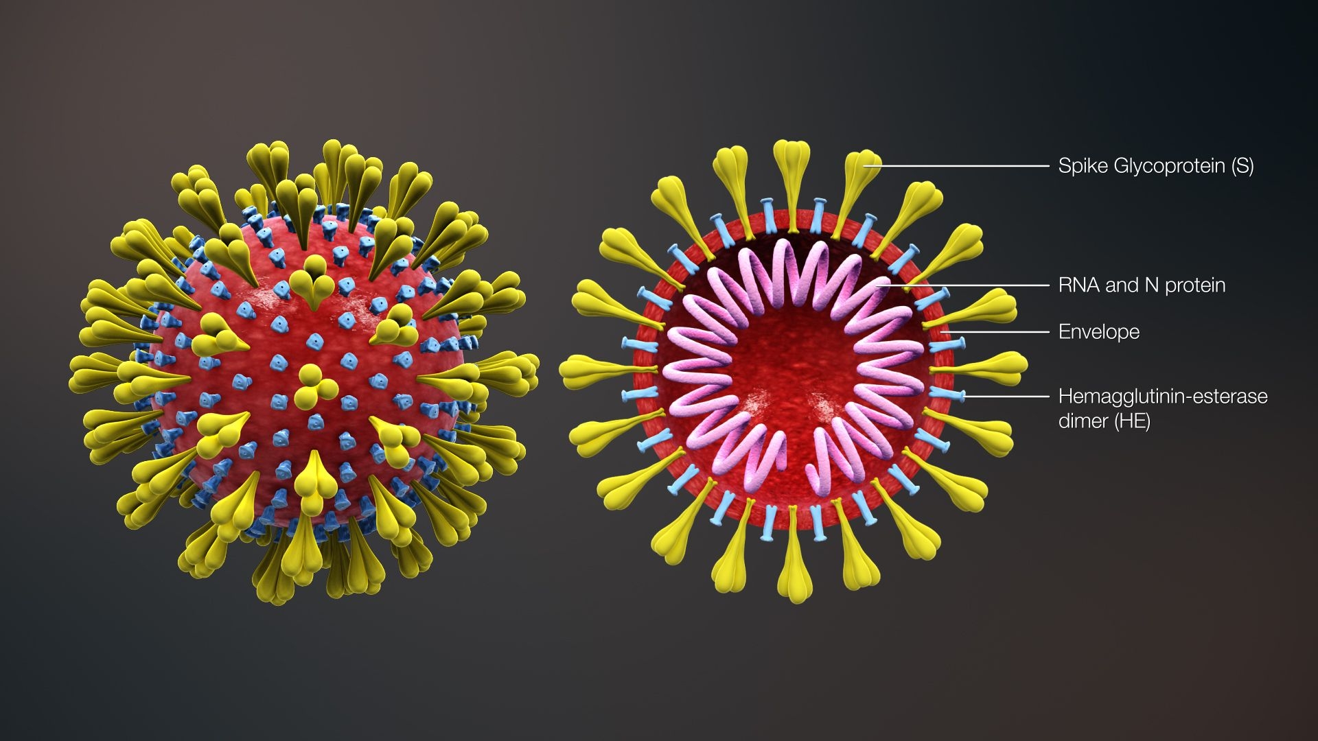 1920x1080 World Health Organization Declares COVID 19 A Pandemic, Desktop