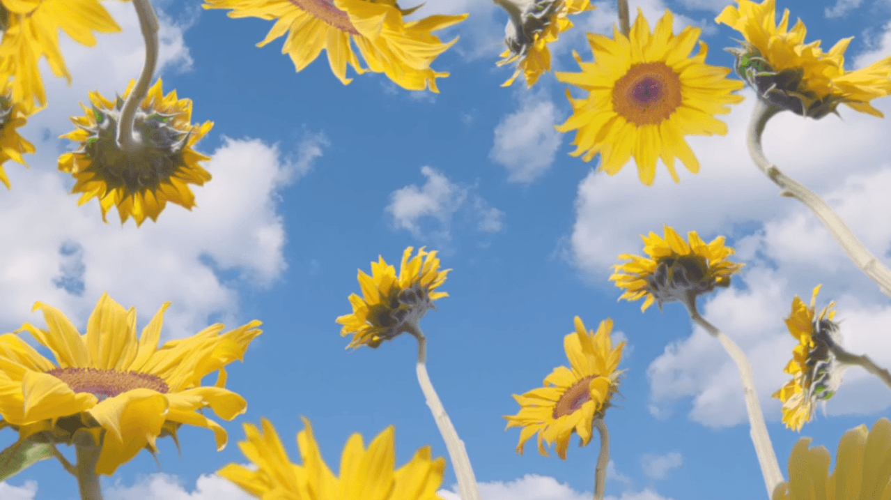 1280x720 Tyler the creator sunflowers. Tyler the creator, Desktop