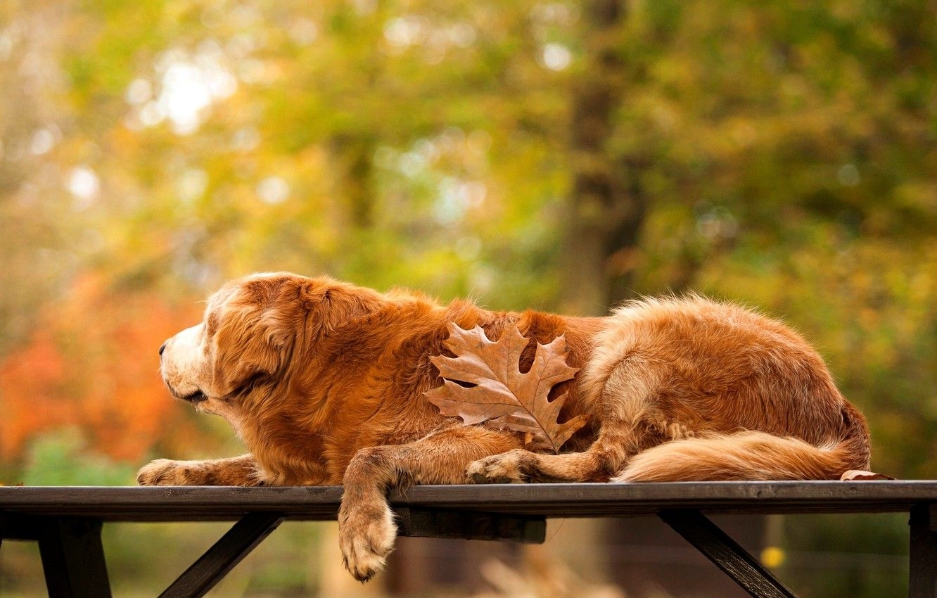 1340x850 Wallpaper autumn, trees, nature, sheet, table, dog, Golden, Desktop