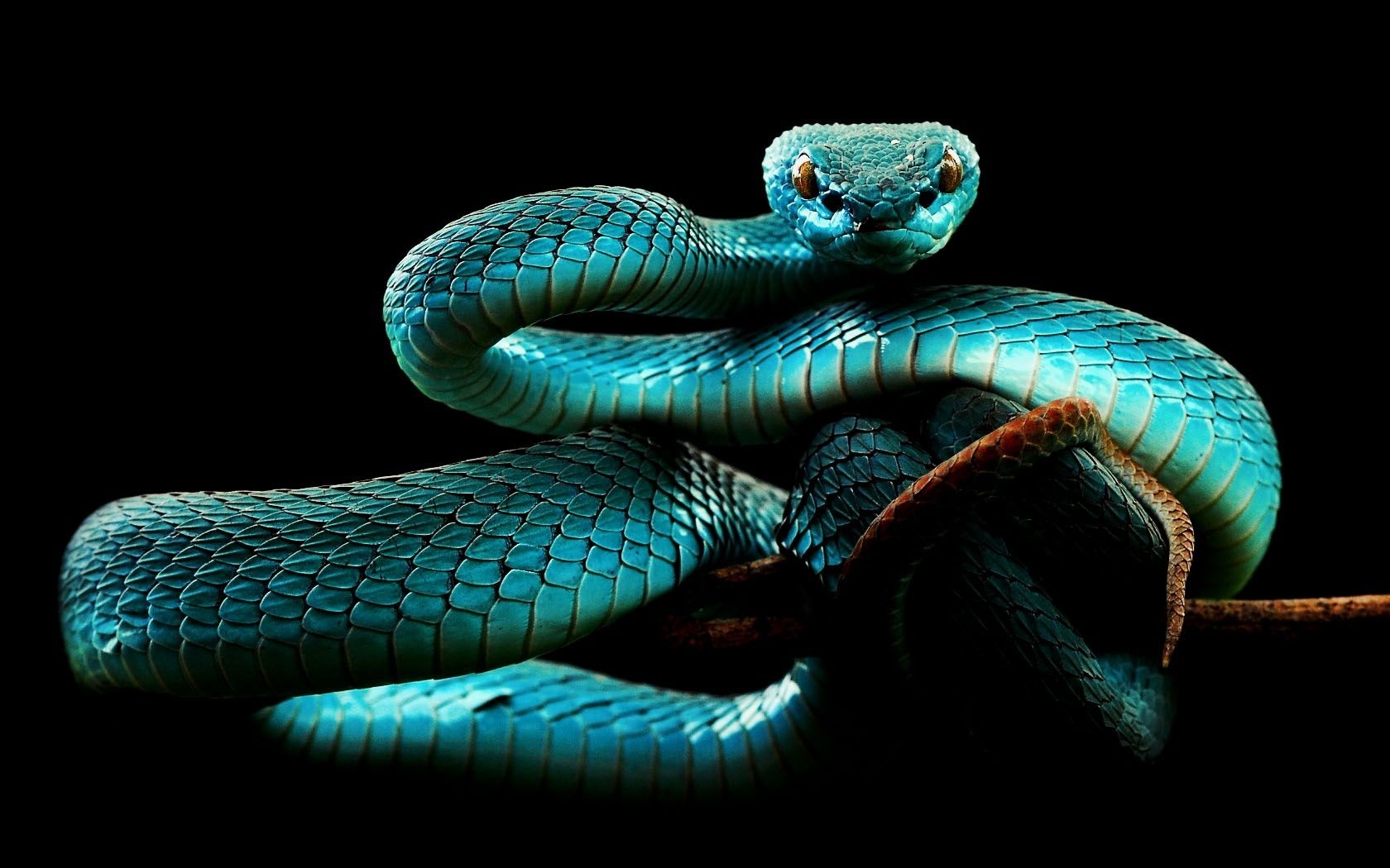 1680x1050 Cute Blue Snake, Desktop