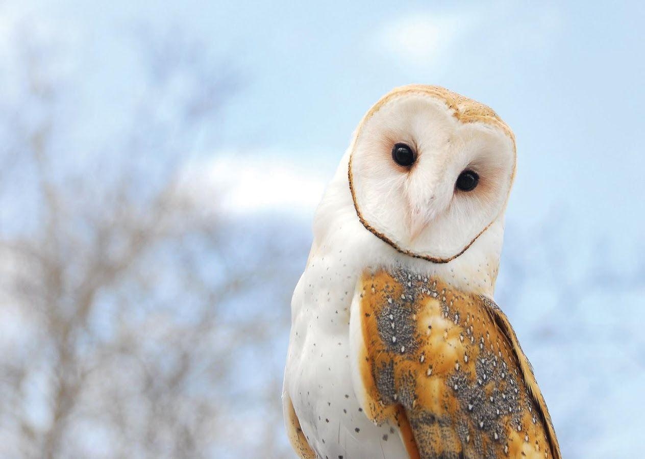 1270x900 Barn Owl Live Wallpaper Apps on Google Play, Desktop