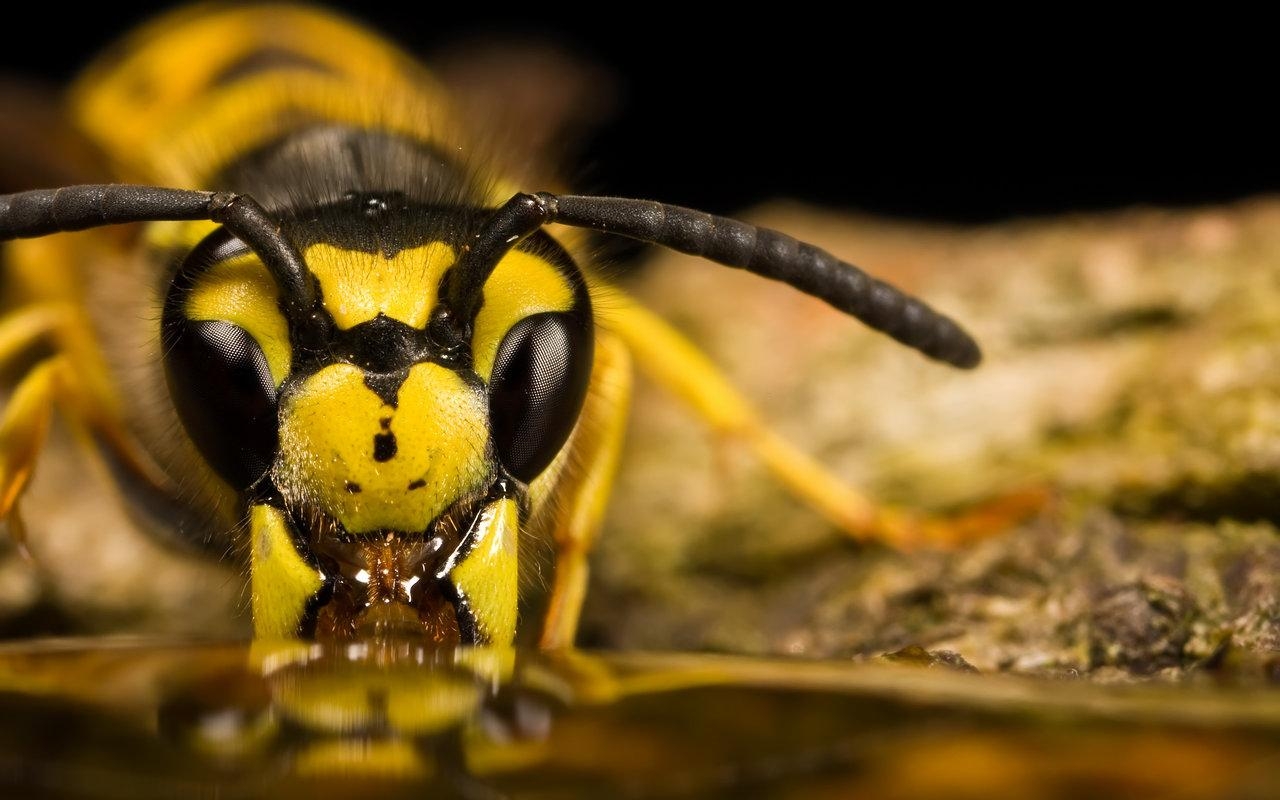 1280x800 Latest Bee HD Wallpaper Image And Photo Free Download, Desktop