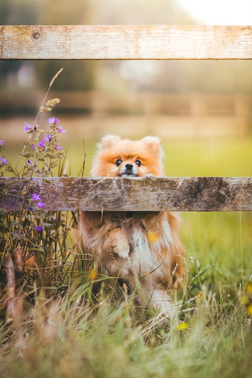 1000x1500 Pomeranian Picture [HD]. Download Free Image, Phone