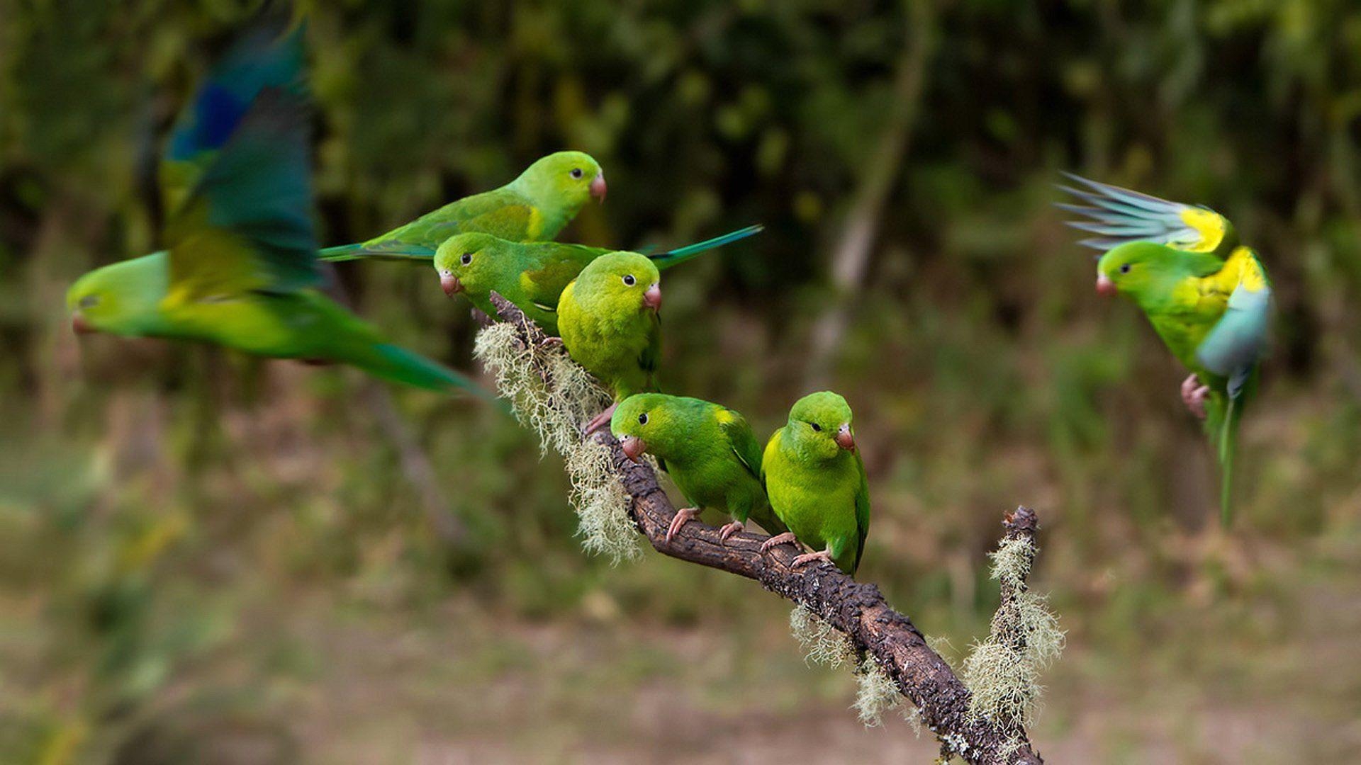 1920x1080 Green Parrot Wallpaper 19876, Desktop