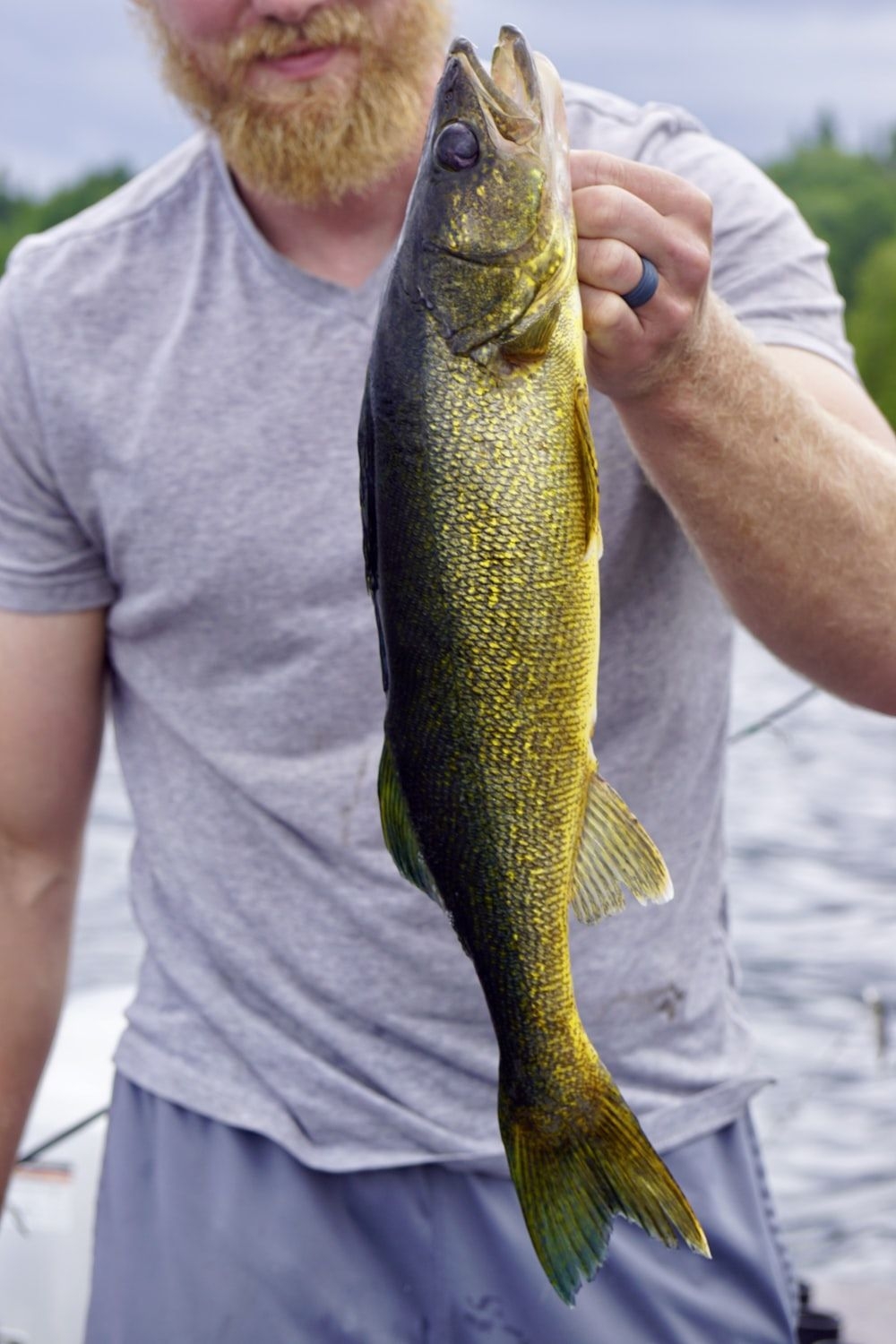 1000x1500 Walleye Picture. Download Free Image, Phone