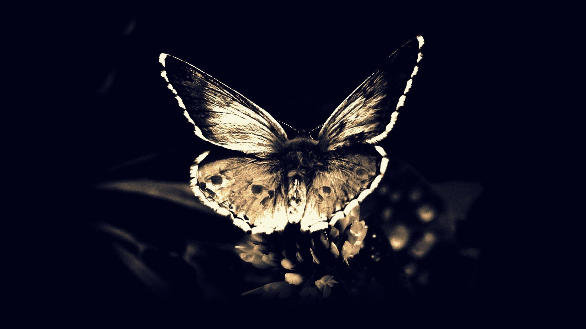 1920x1080 Skulls Death Fly Gothic Darkness Moths Butterfly Wings Skulls And Butterflies HD Wallpaper, Desktop