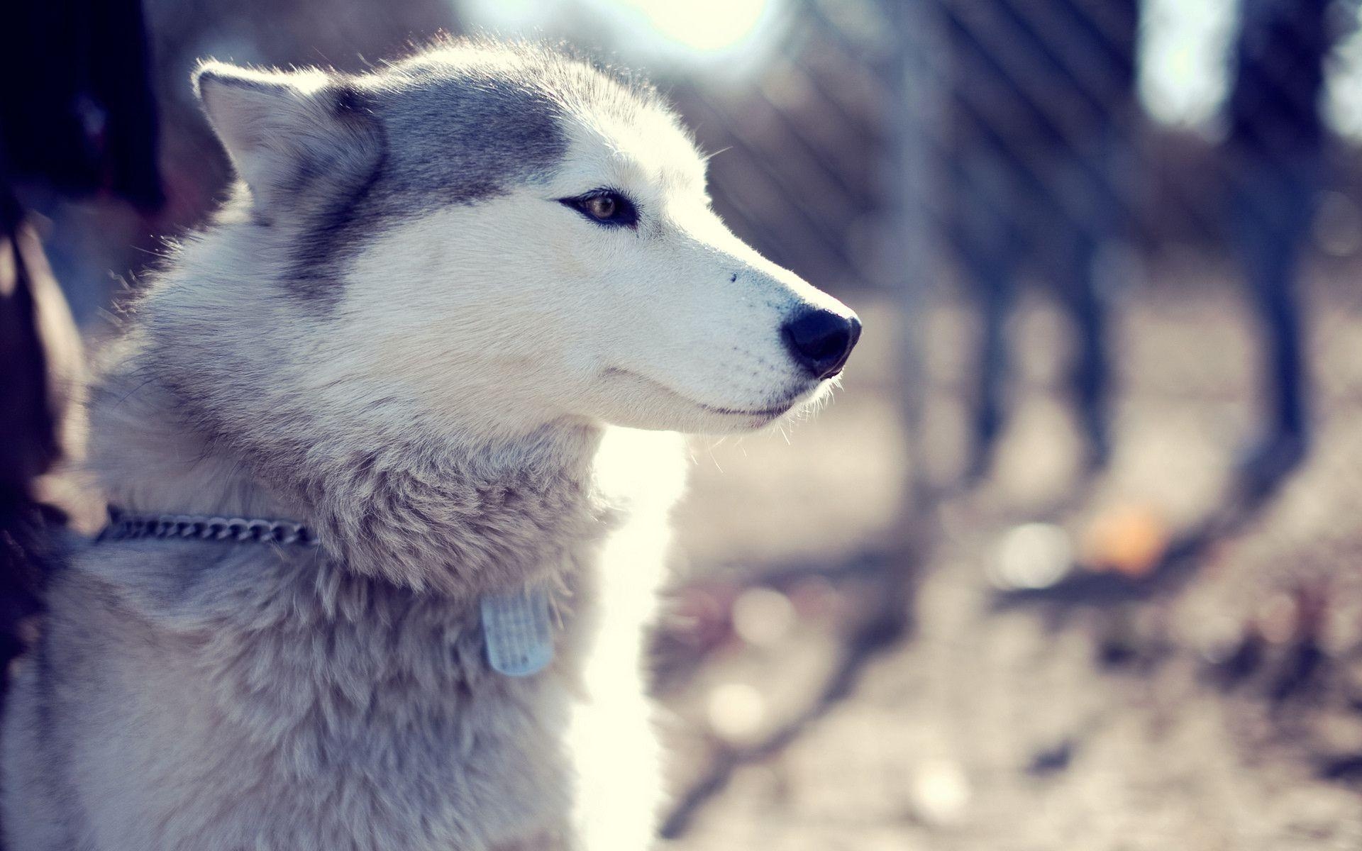 1920x1200 Siberian Husky Photohoot Download Wallpaper, Desktop