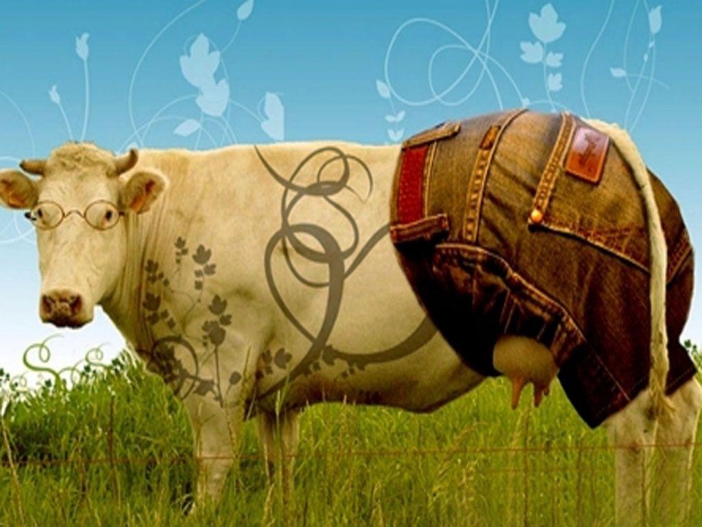 1030x770 Wallpaper For > Funny Cow Wallpaper, Desktop