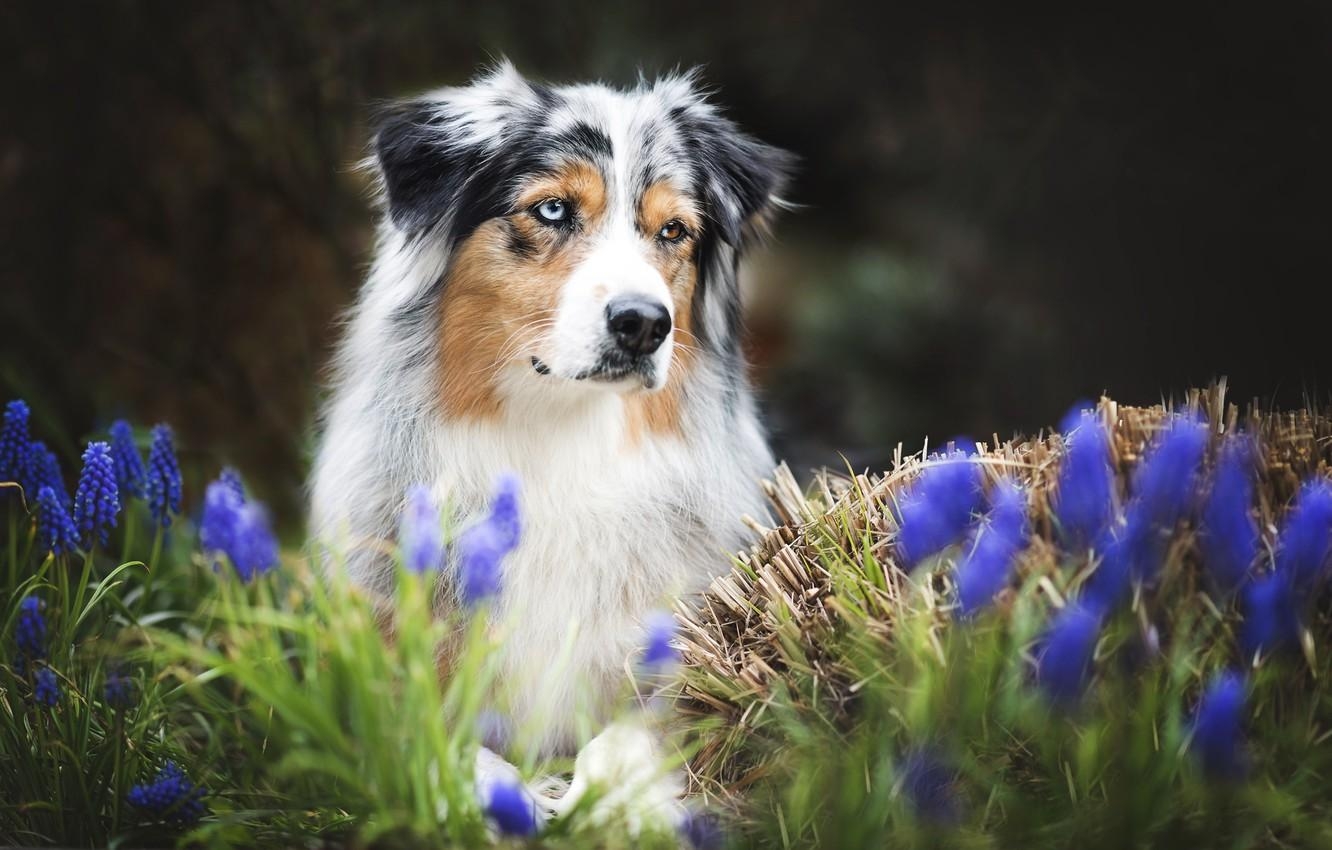 1340x850 Wallpaper flowers, each, dog, spring, Australian shepherd, Aussie, Desktop